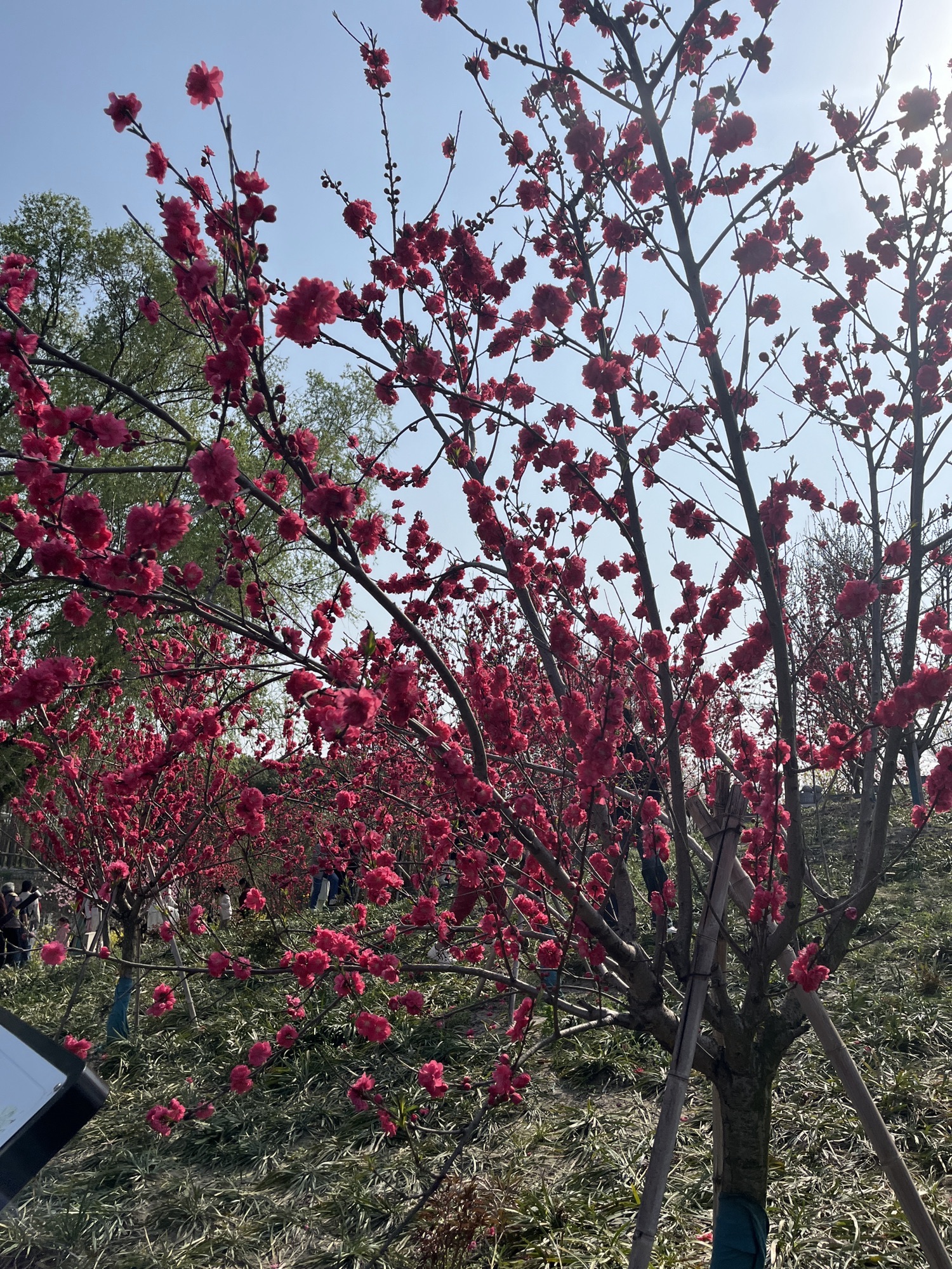 里下河国家湿地公园旅行图片 2