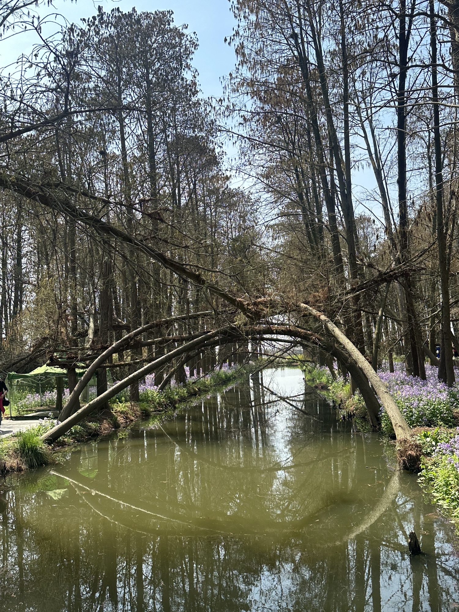 里下河国家湿地公园旅行图片 1