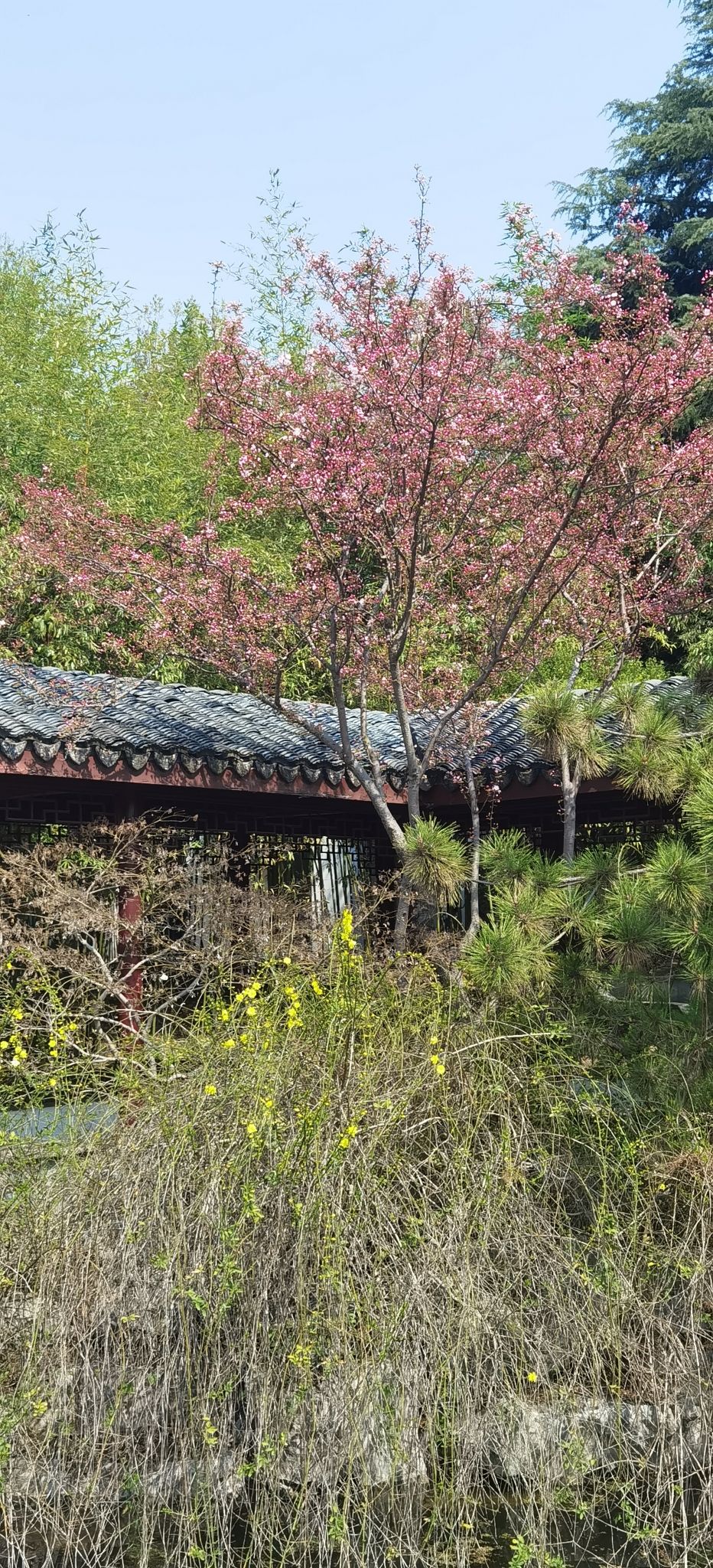 东湖园旅行图片 2