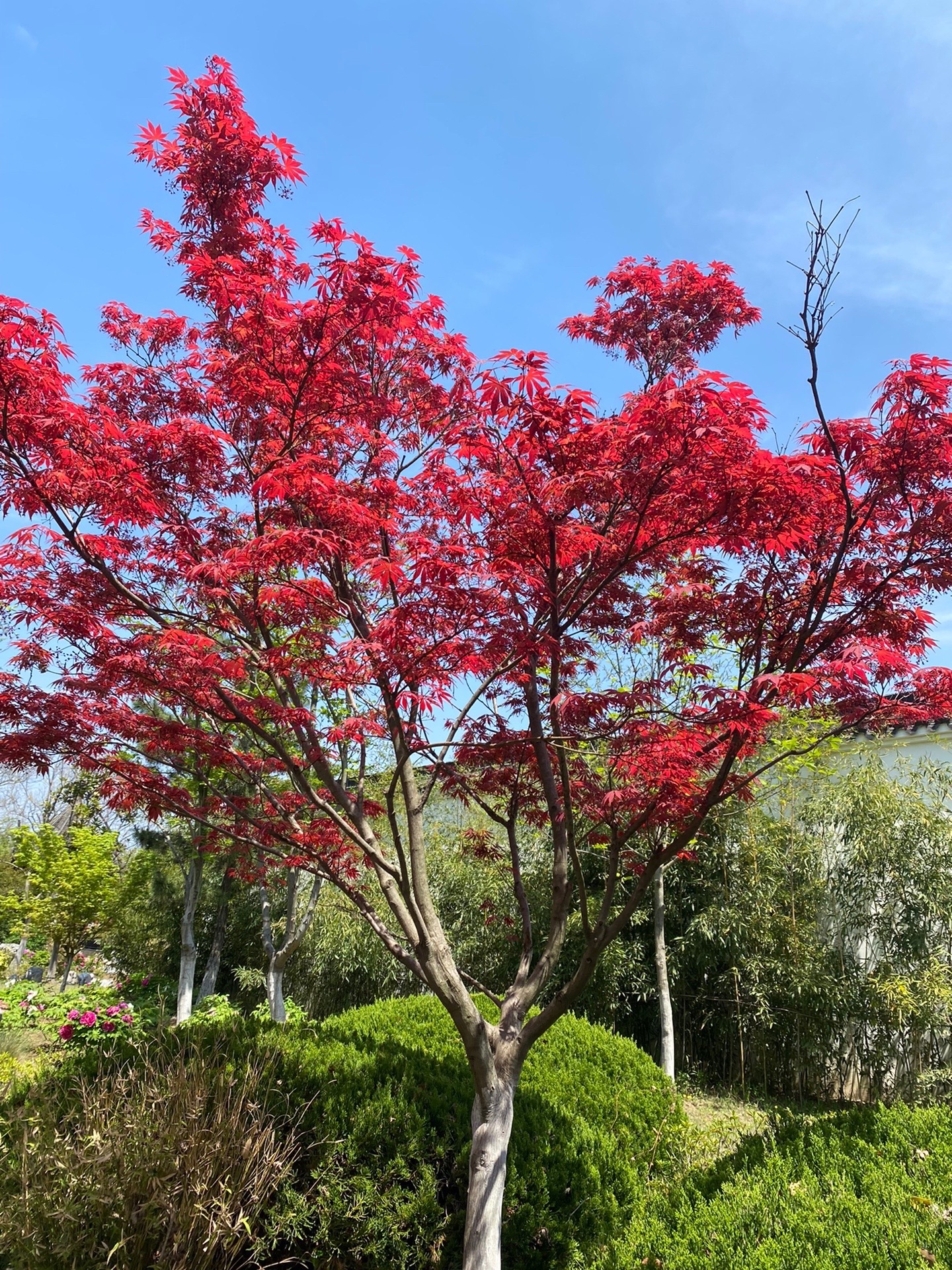 西来科技植物园旅行图片 1