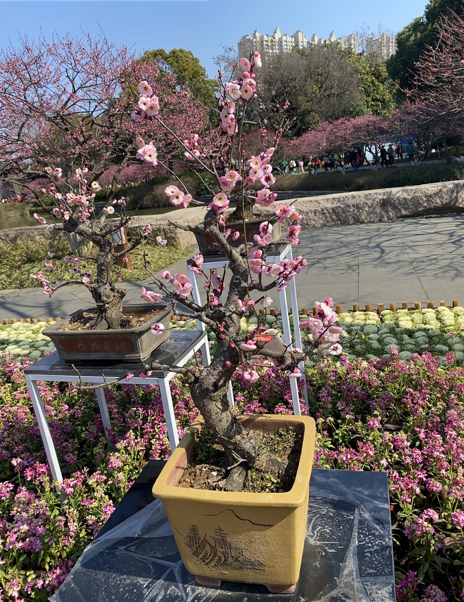 西来科技植物园旅行图片 3