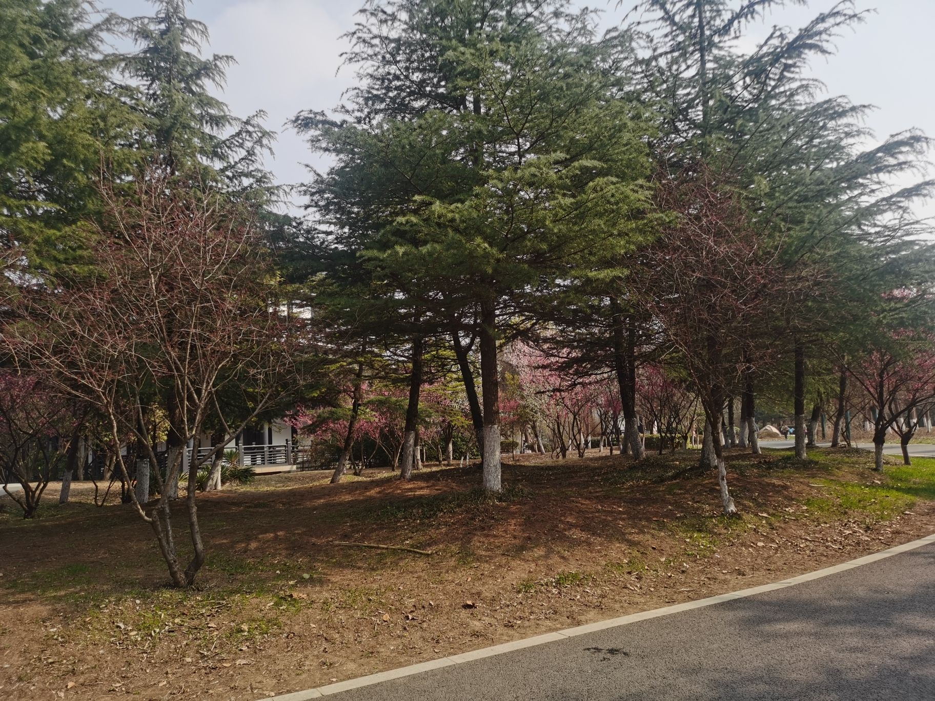 南湖公园旅行图片 1