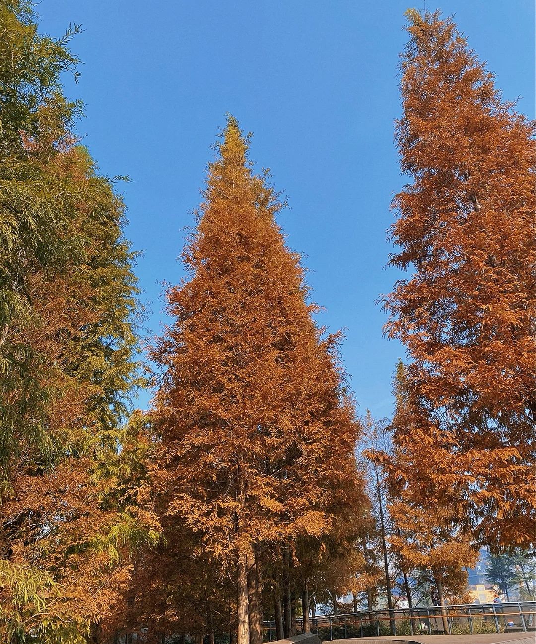 宿迁市马陵公园旅行图片 1