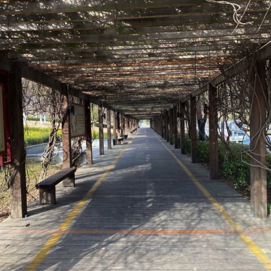 泗阳城市森林公园旅行图片 1