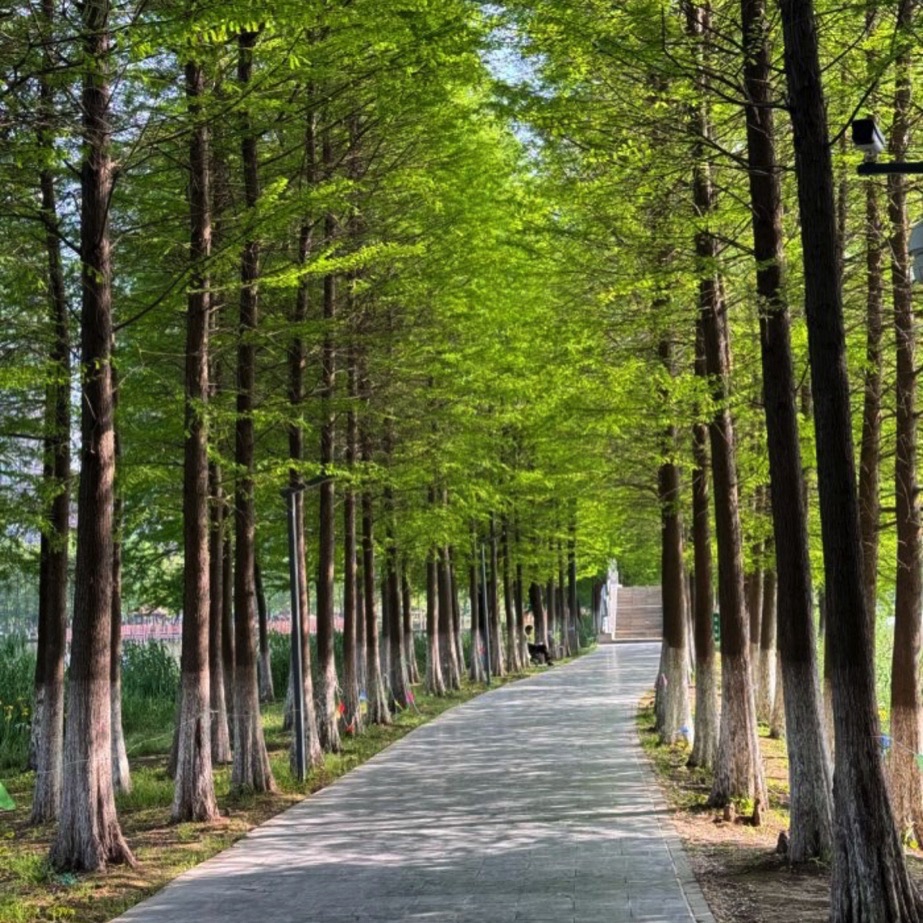 泗阳城市森林公园旅行图片 3