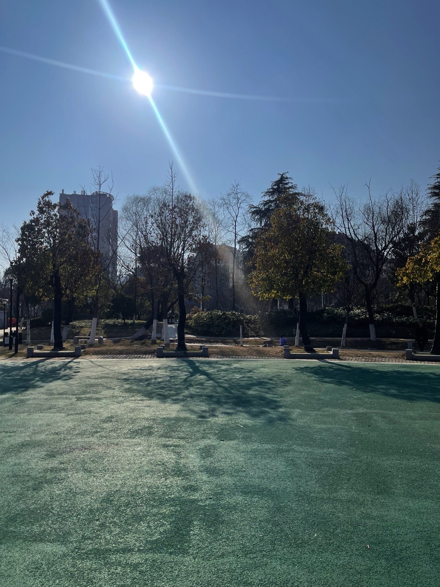 泗阳城市森林公园旅行图片 1