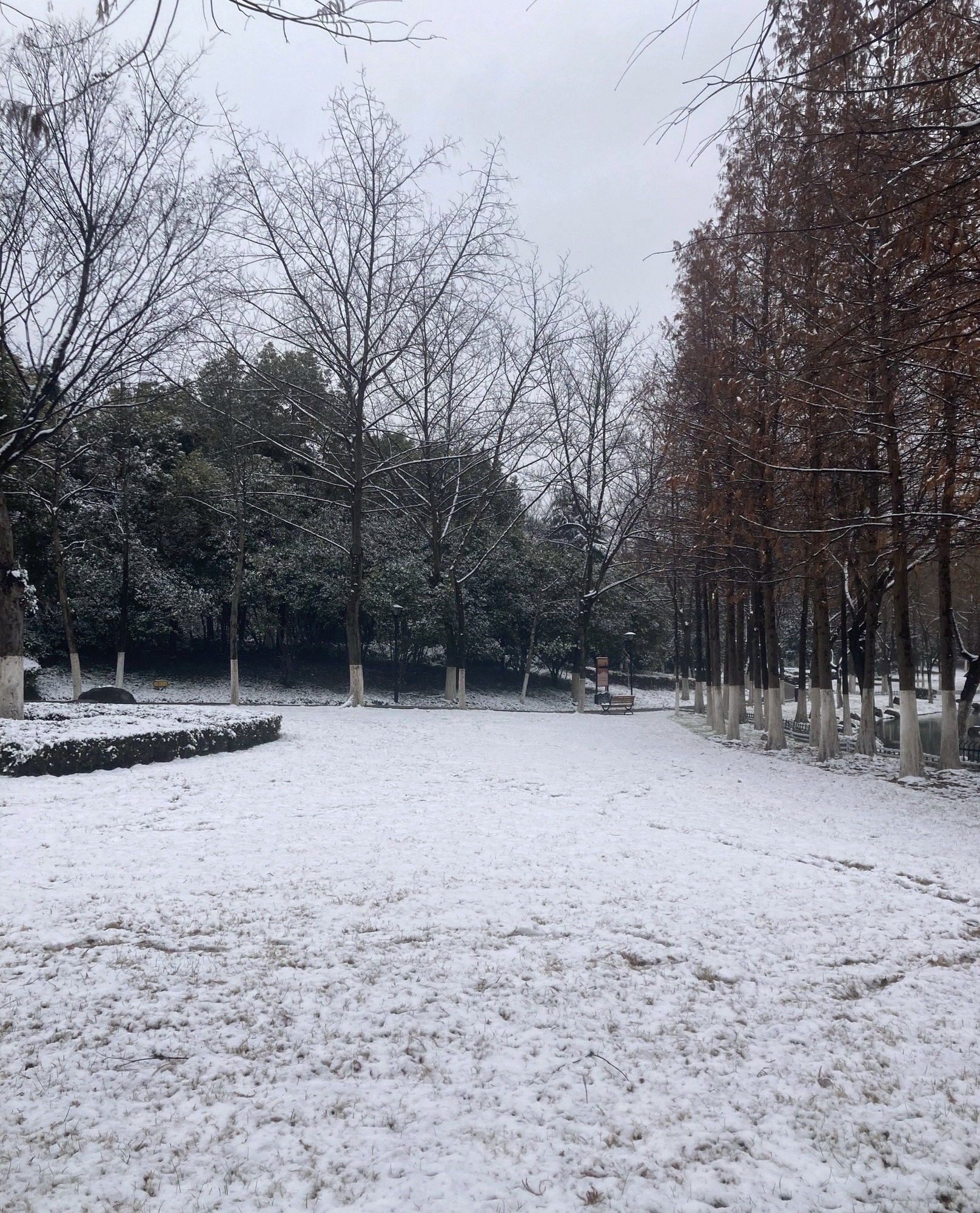 泗阳城市森林公园旅行图片 2