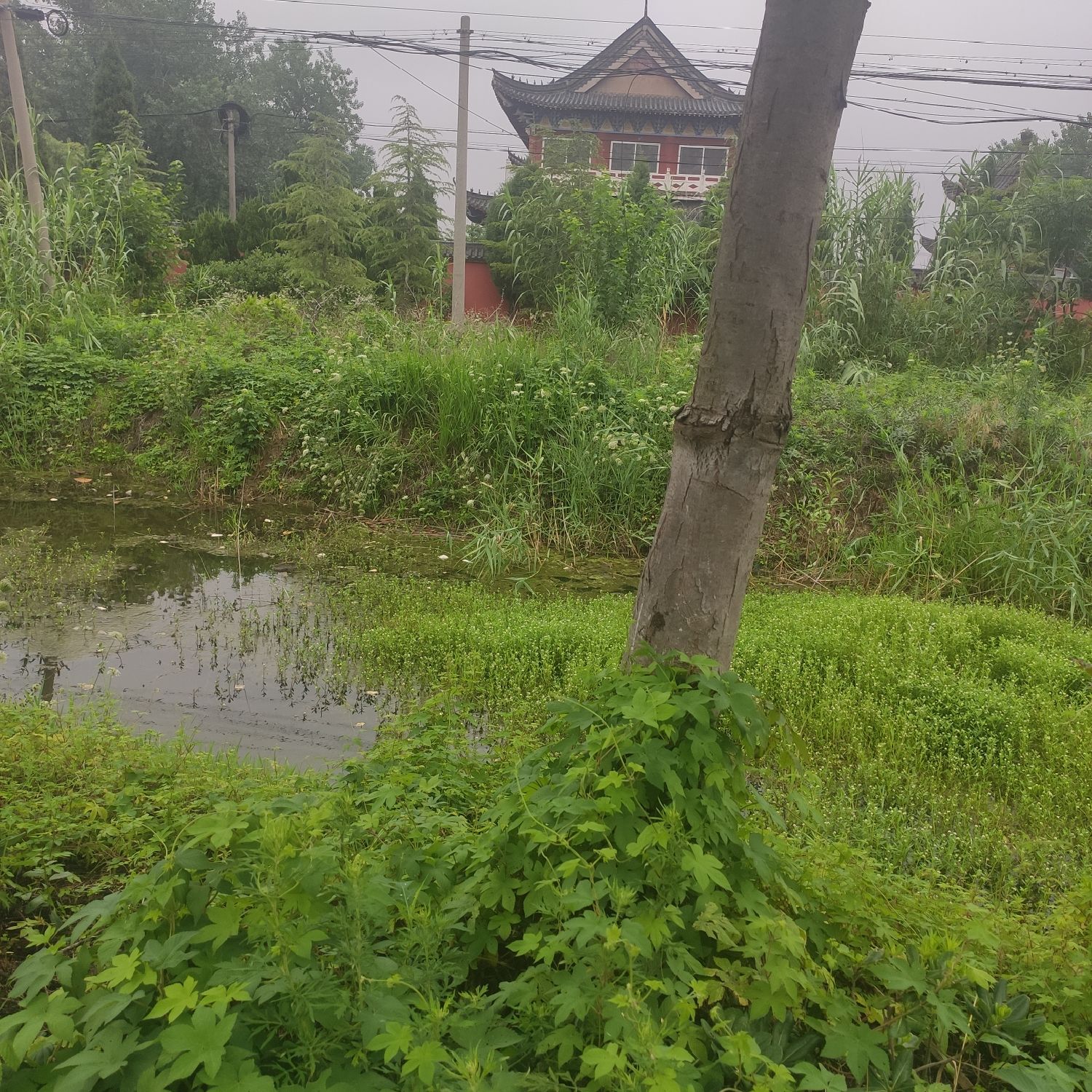 观音禅寺