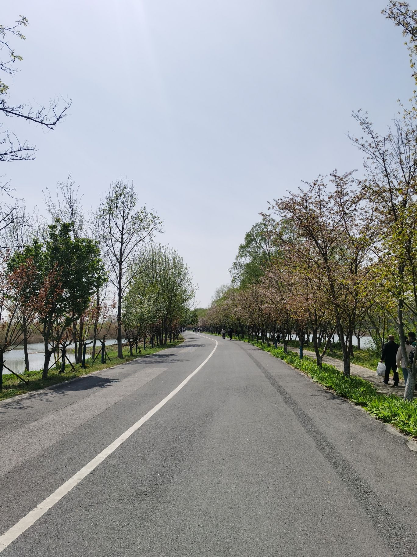 泗洪洪泽湖湿地景区旅行图片 1