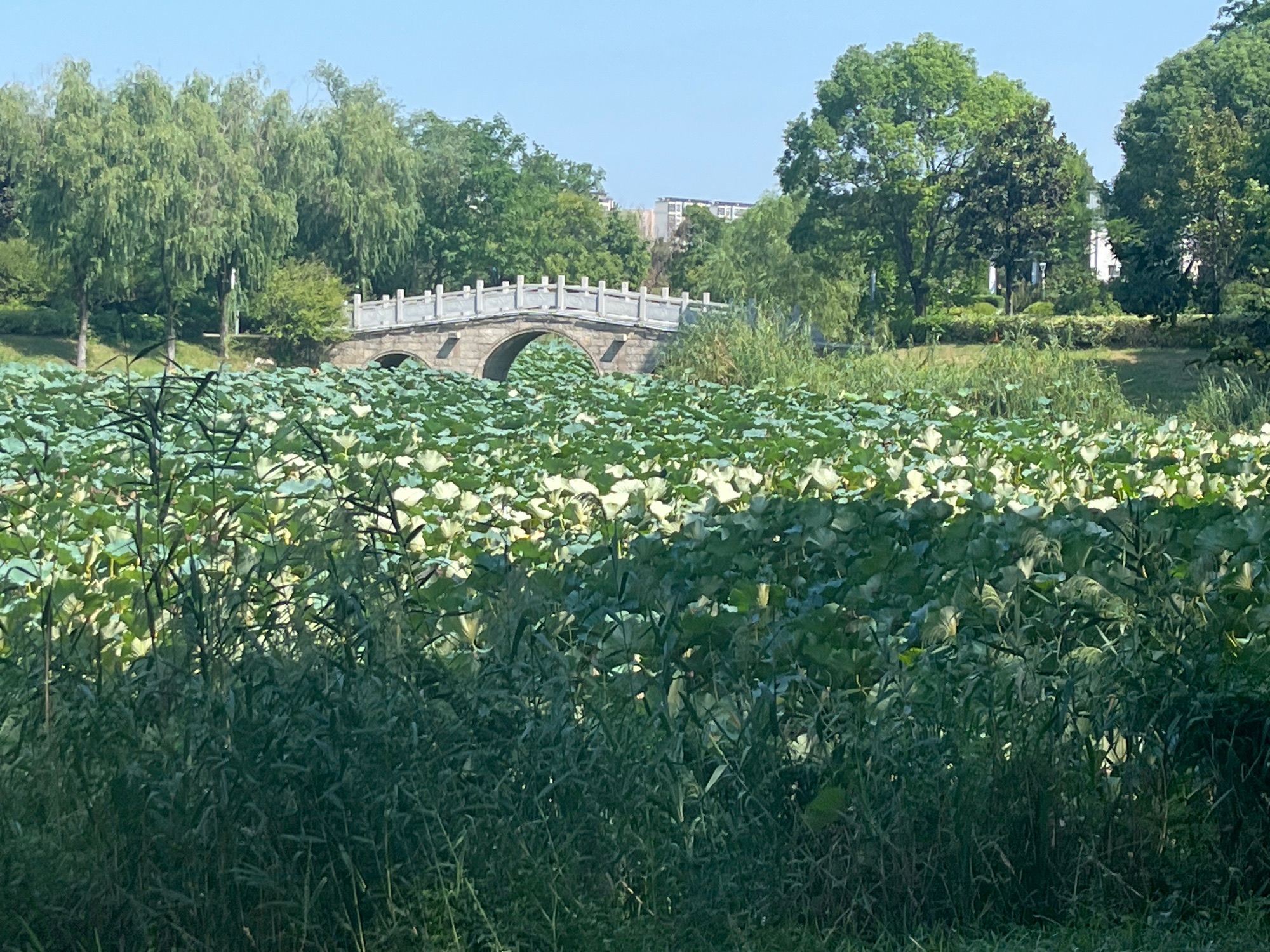古黄河水景公园旅行图片 1