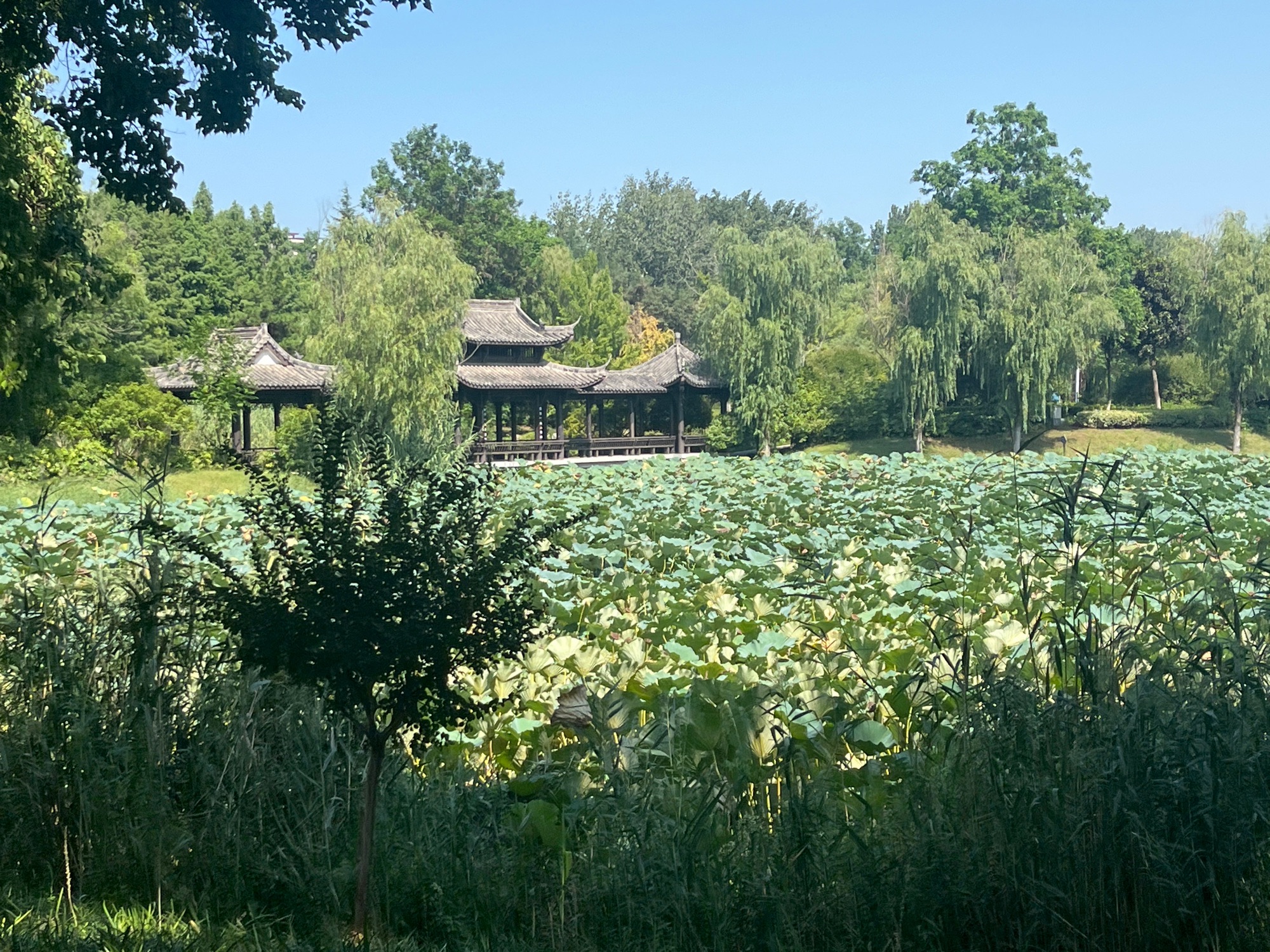古黄河水景公园旅行图片 2