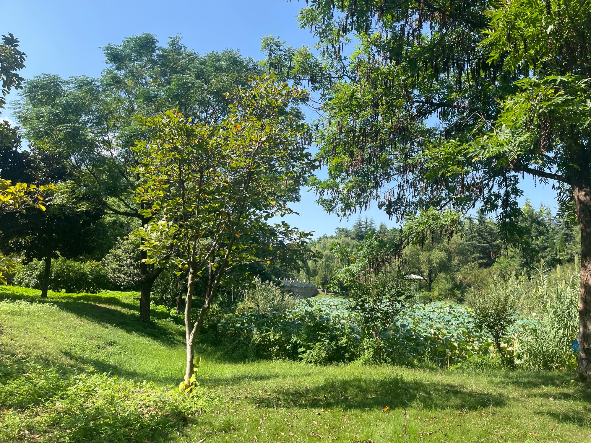 古黄河水景公园旅行图片 3