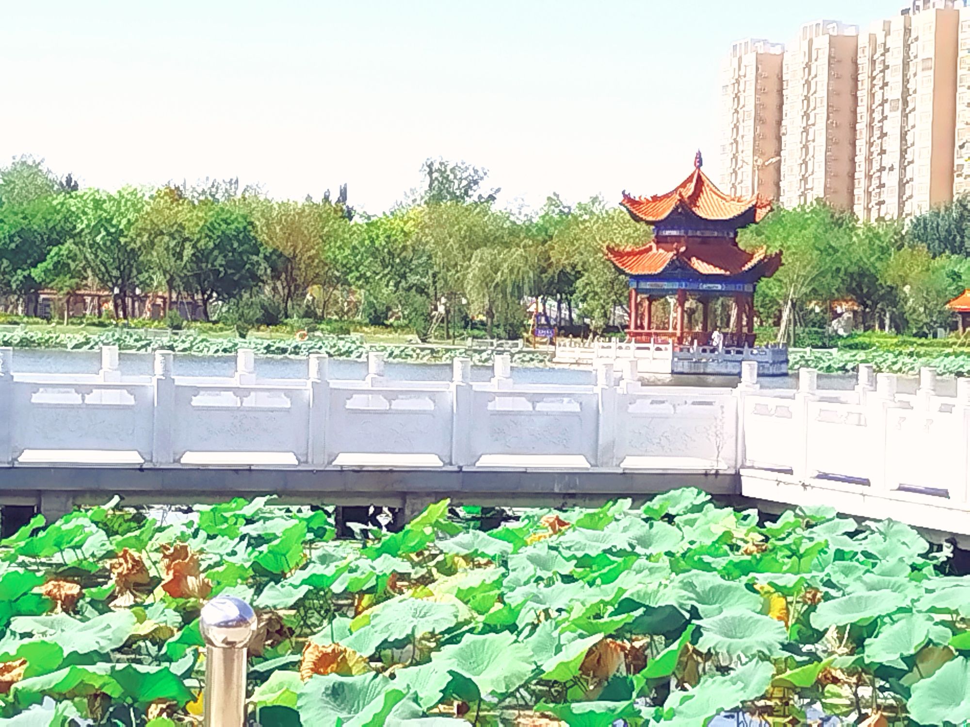 万福公园旅行图片 1