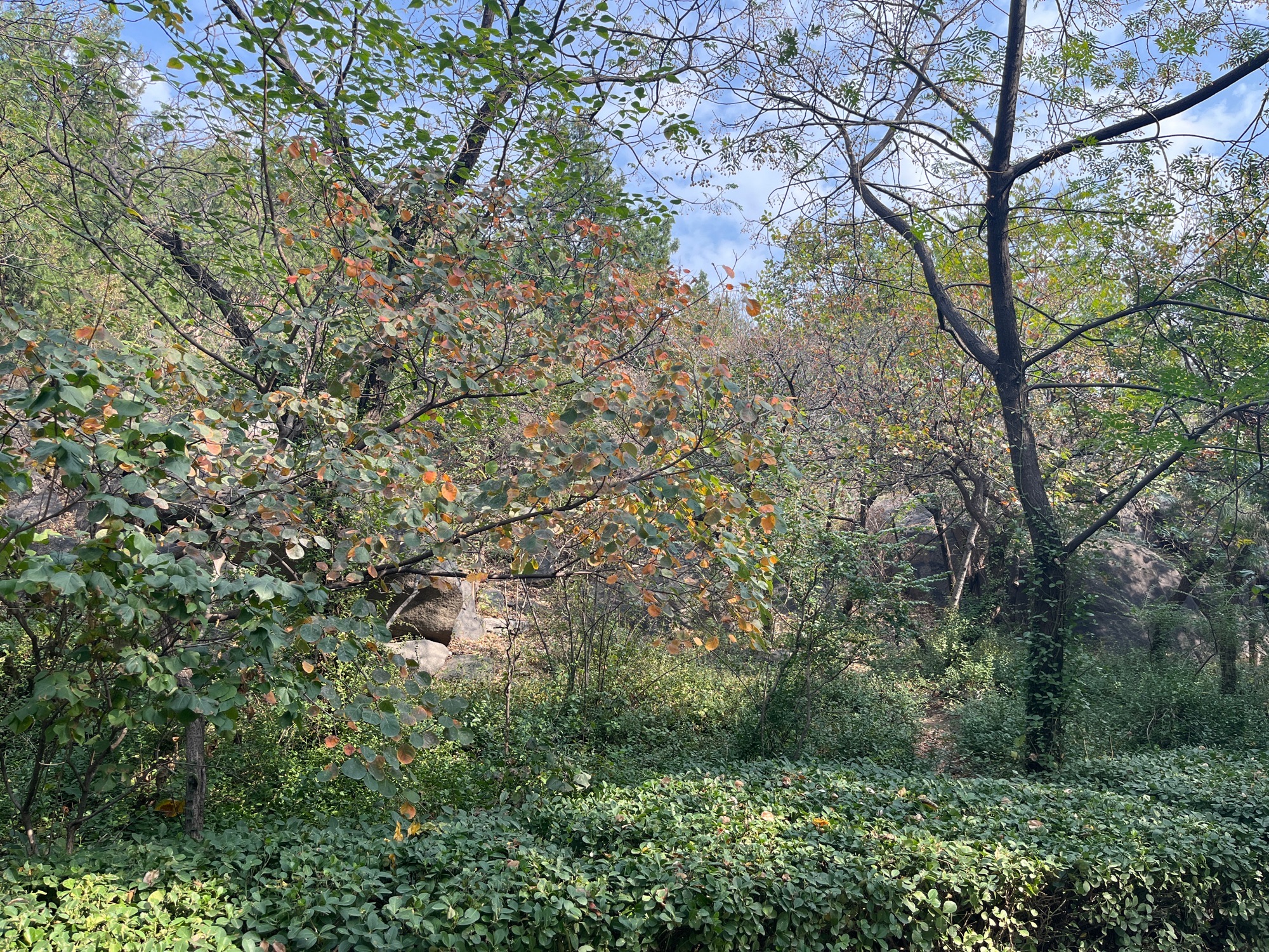 匡山公园旅行图片 2