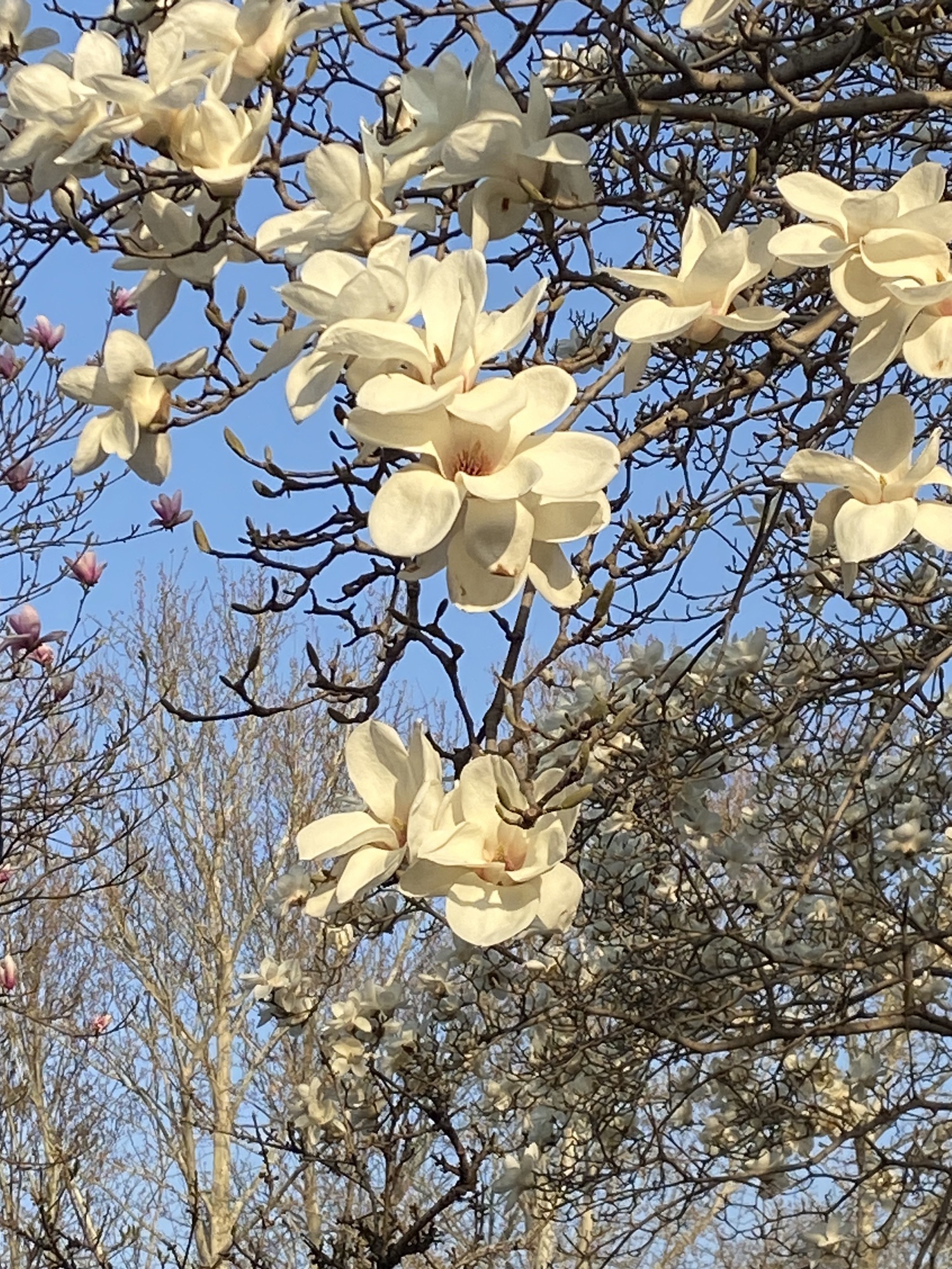 百花公园旅行图片 1
