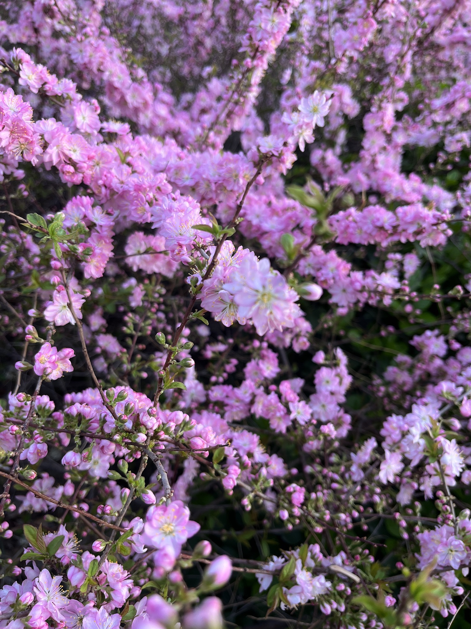 百花公园旅行图片 1
