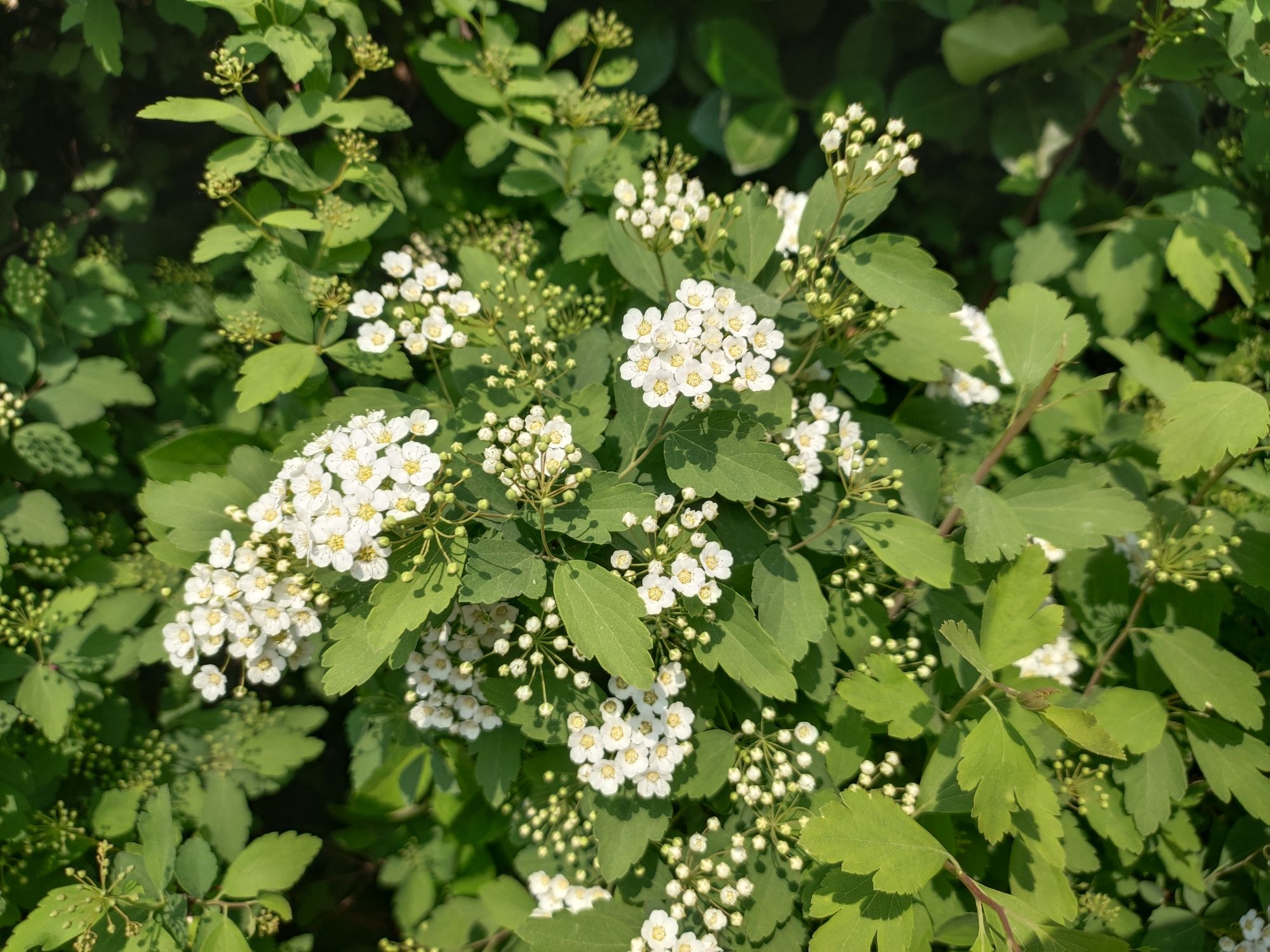 百花公园旅行图片 3
