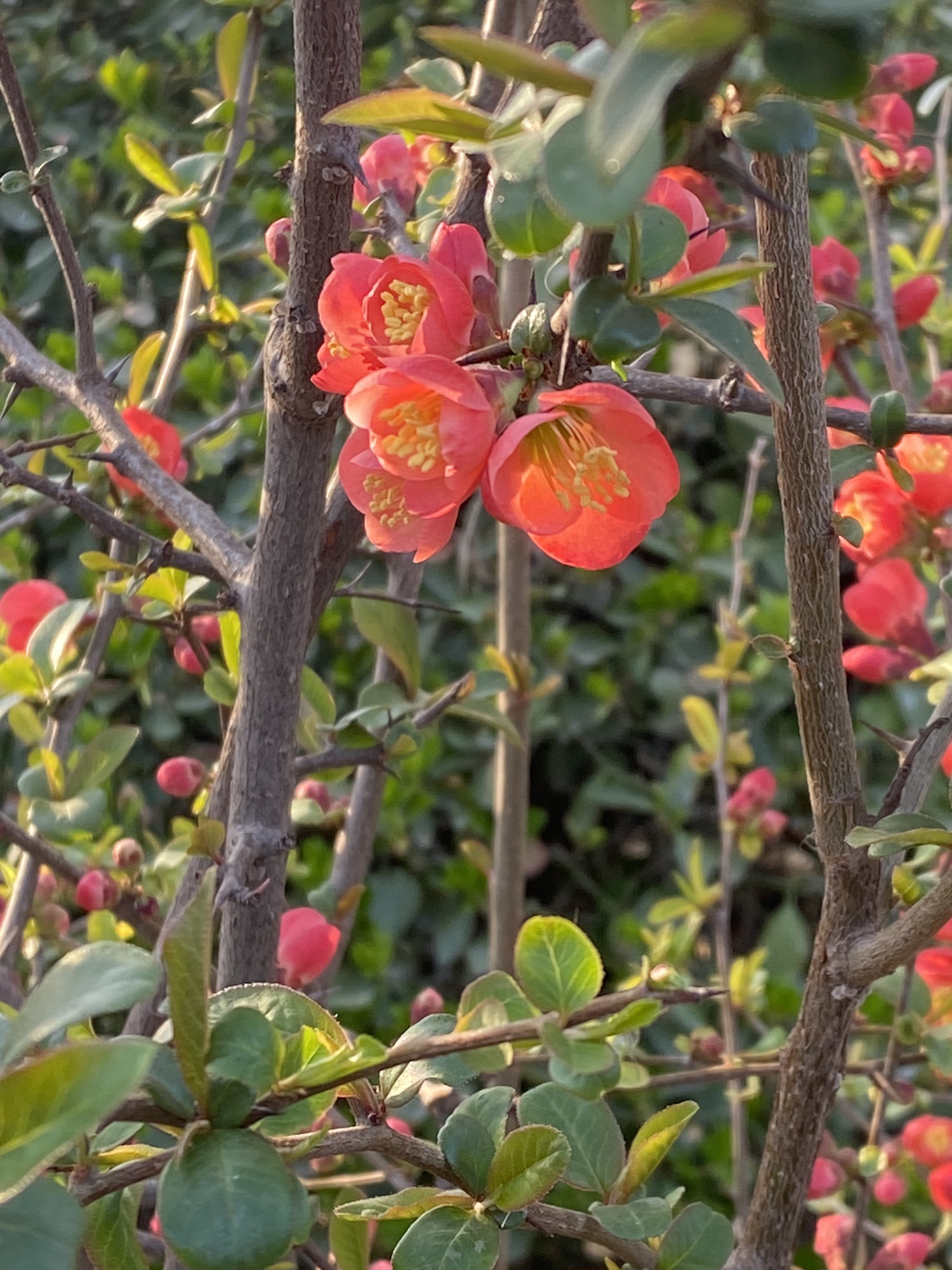 百花公园旅行图片 2