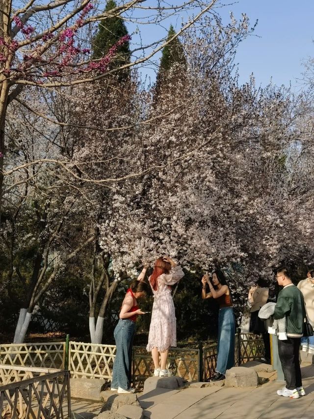 百花公园旅行图片 2