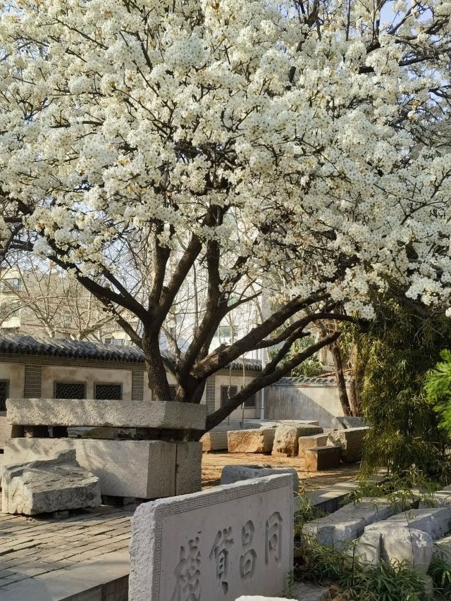 百花公园旅行图片 3