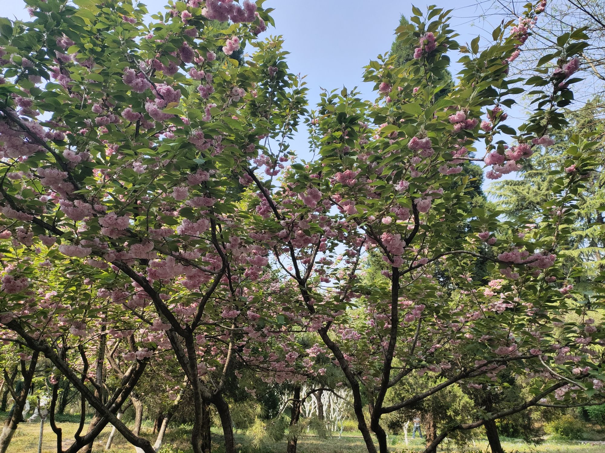 百花公园旅行图片 2