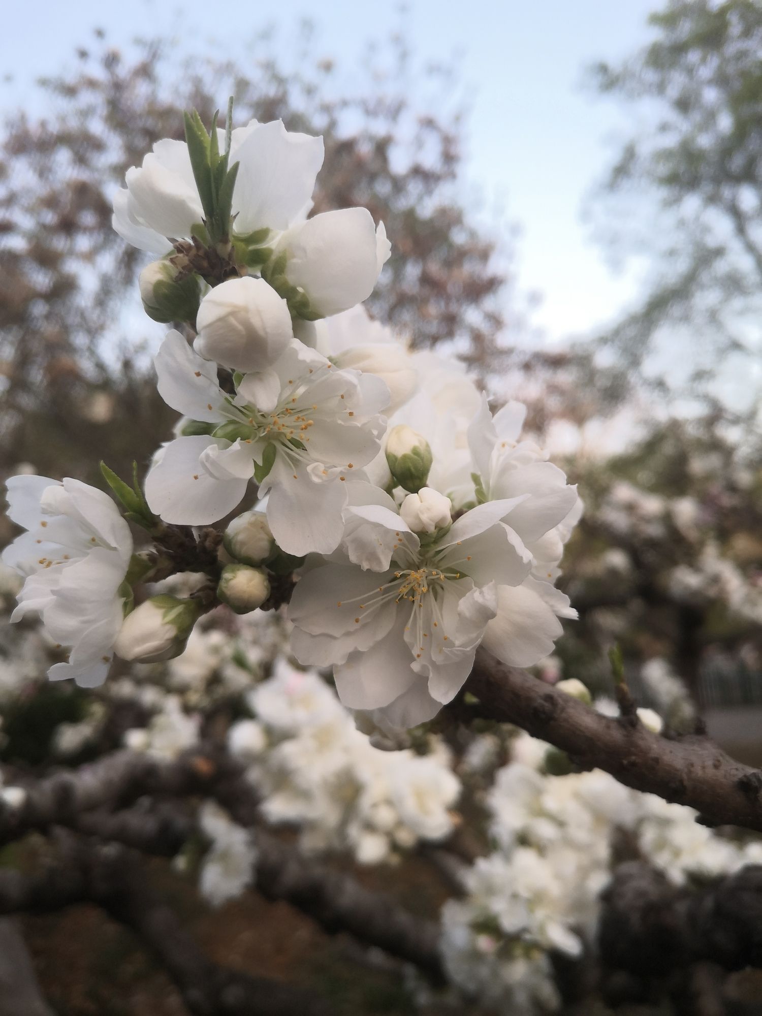 百花公园旅行图片 2