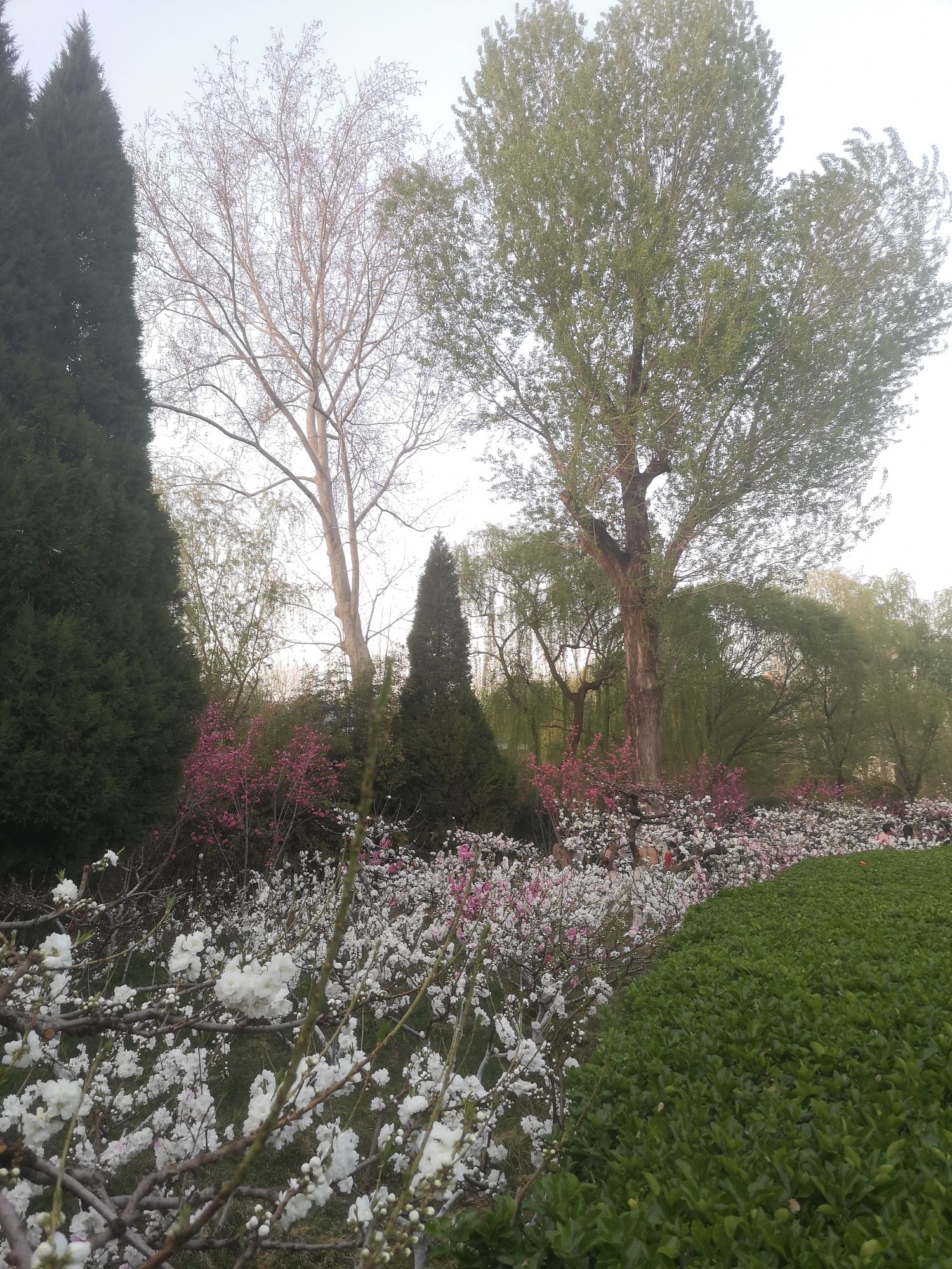 百花公园旅行图片 1