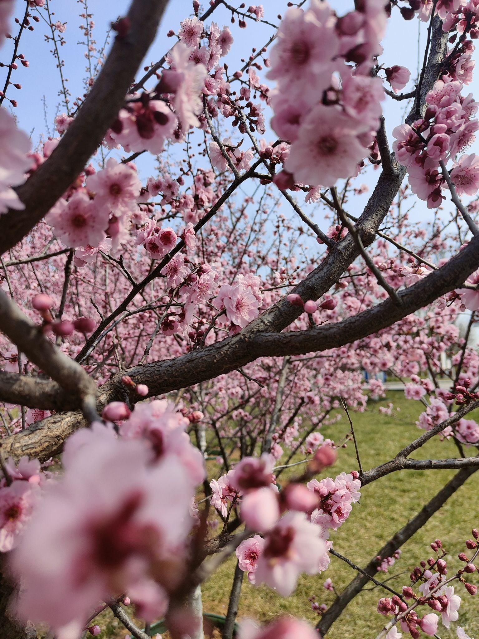 桃花山公园旅行图片 2