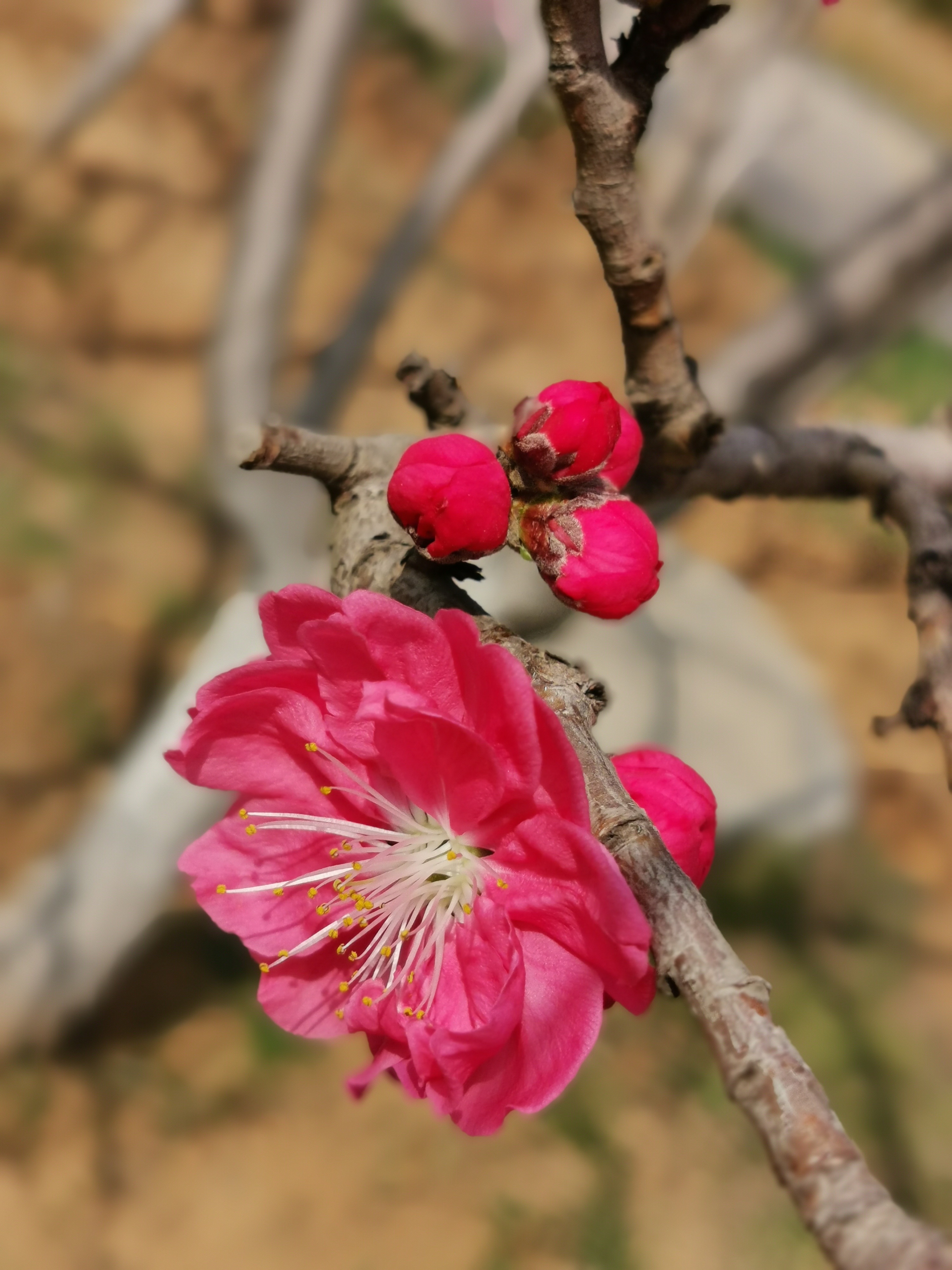 桃花山公园旅行图片 3