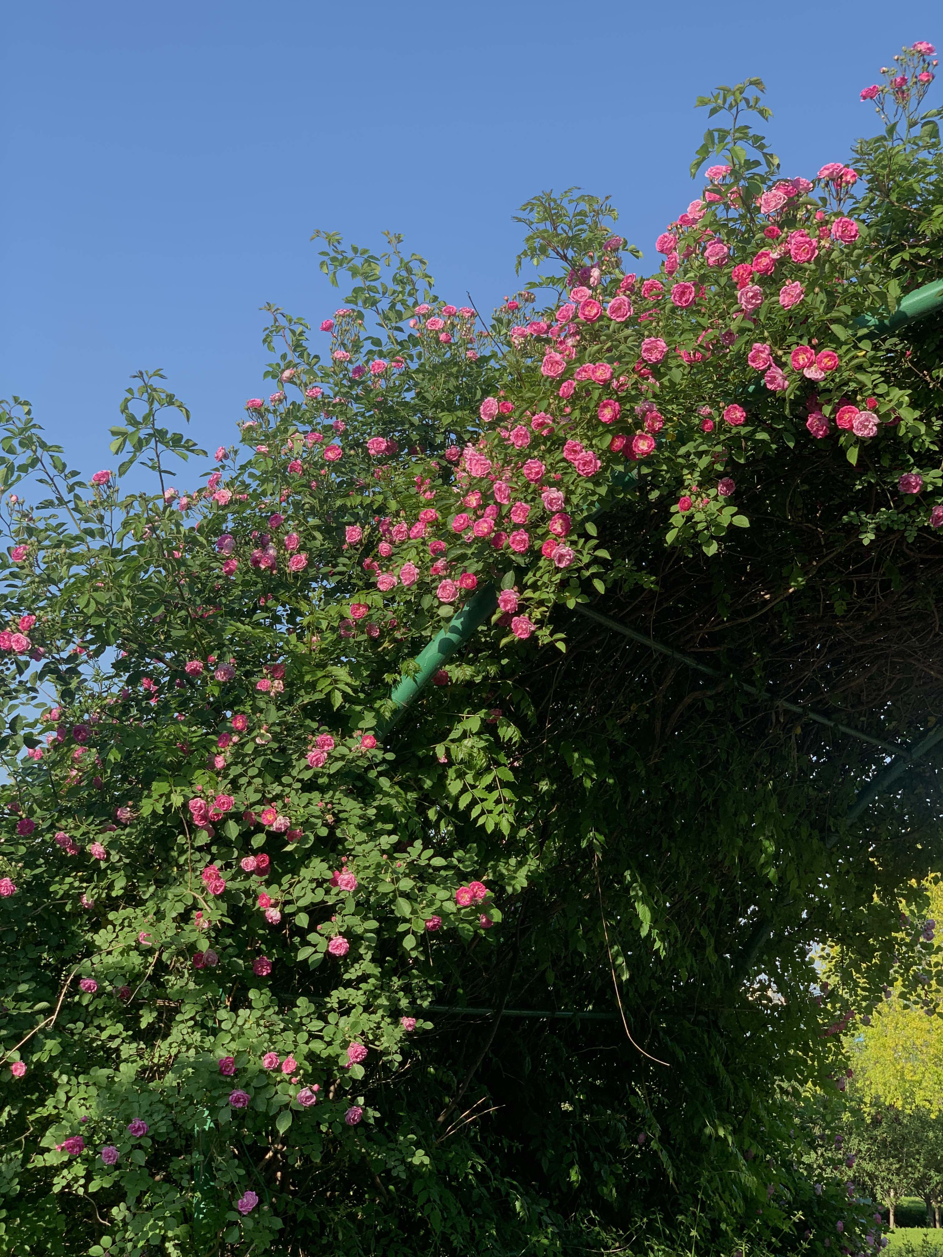 桃花山公园旅行图片 1
