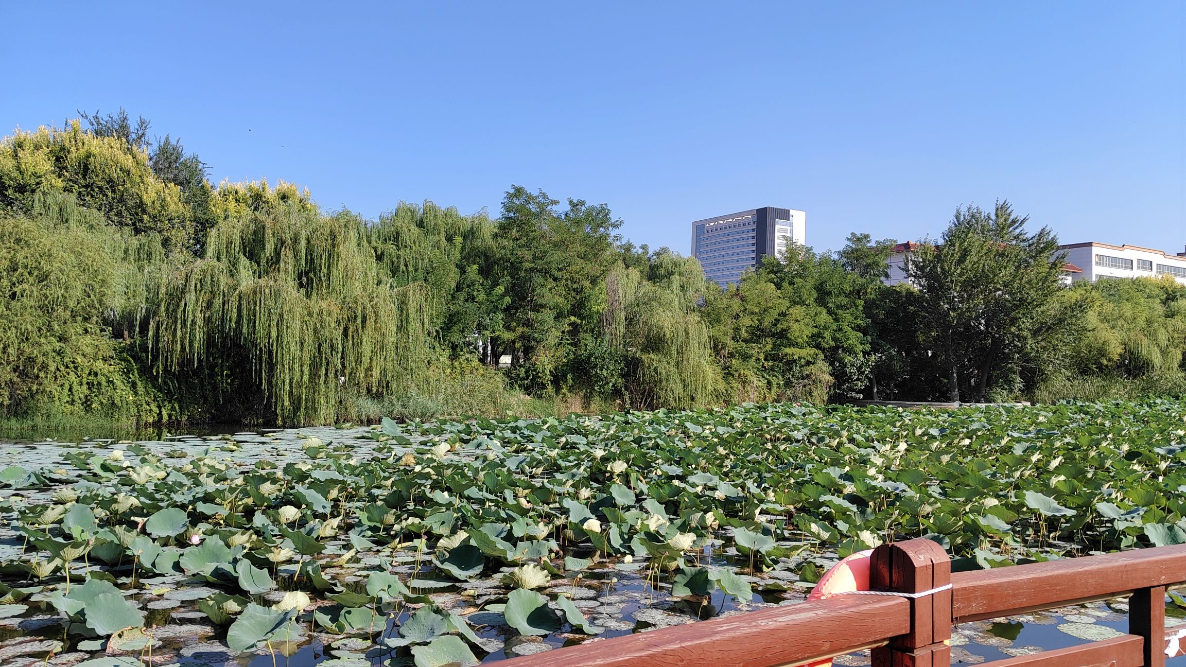 桃花山公园旅行图片 3