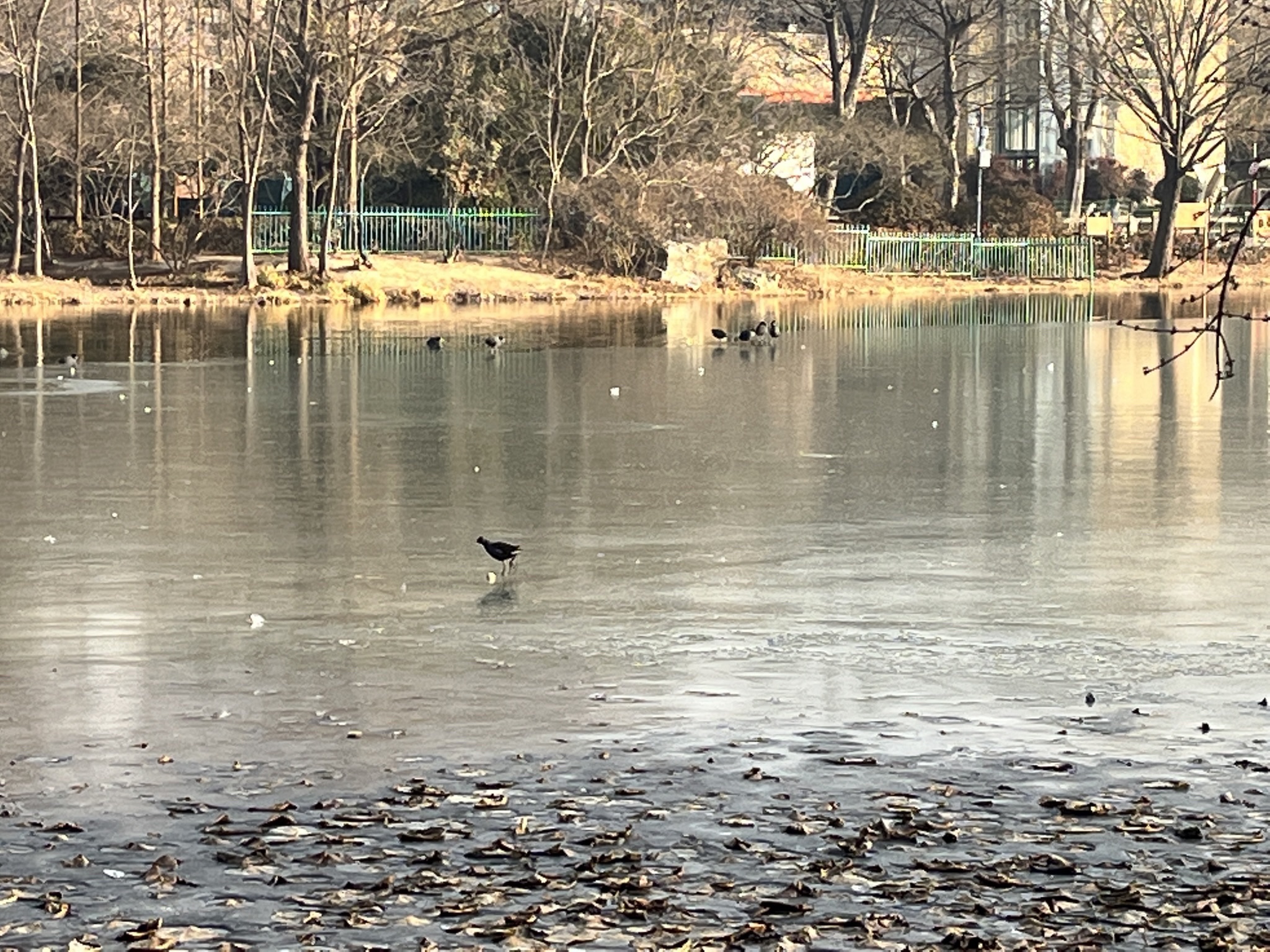 济南森林公园旅行图片 1