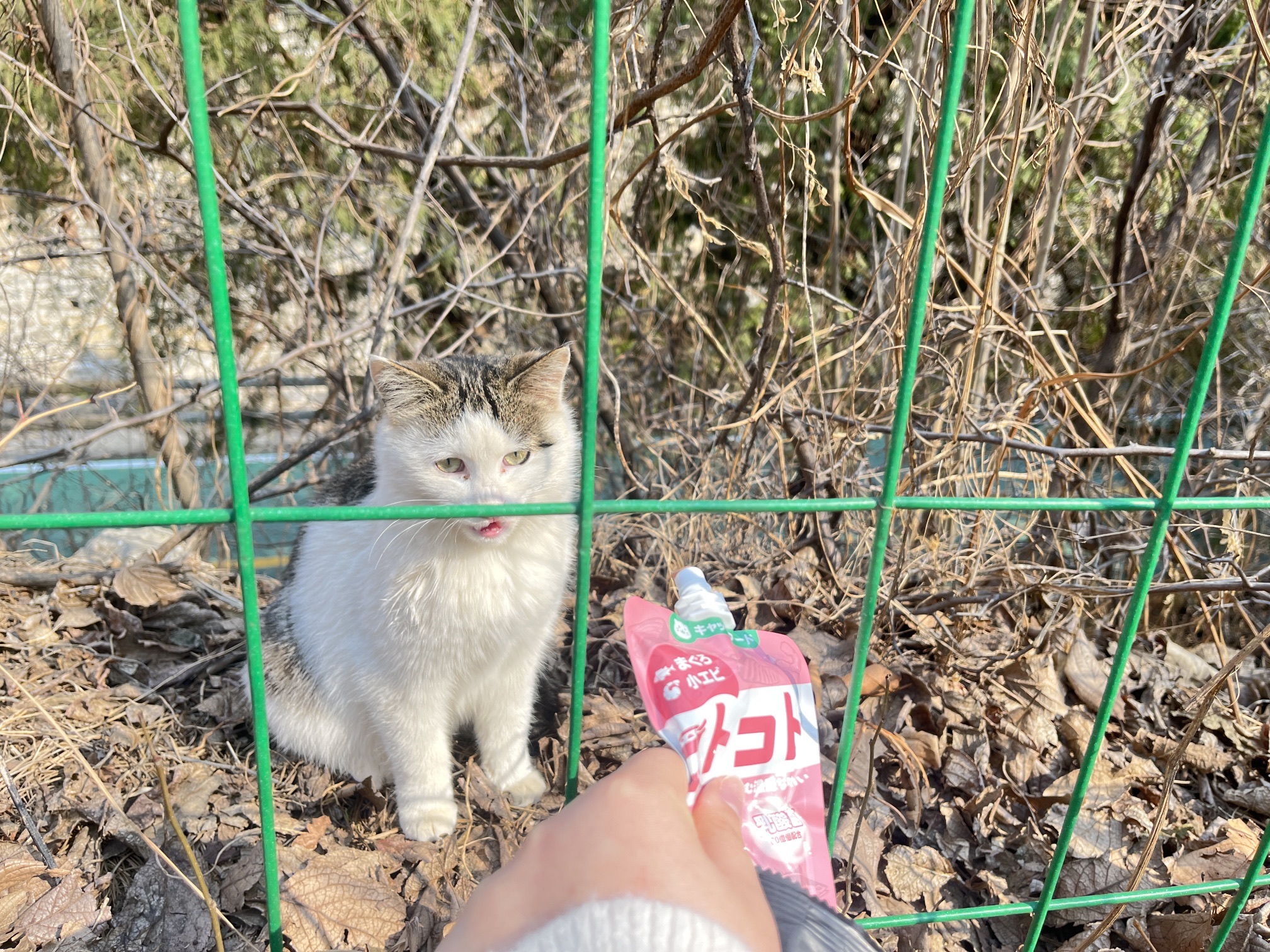 四门塔旅行图片 3