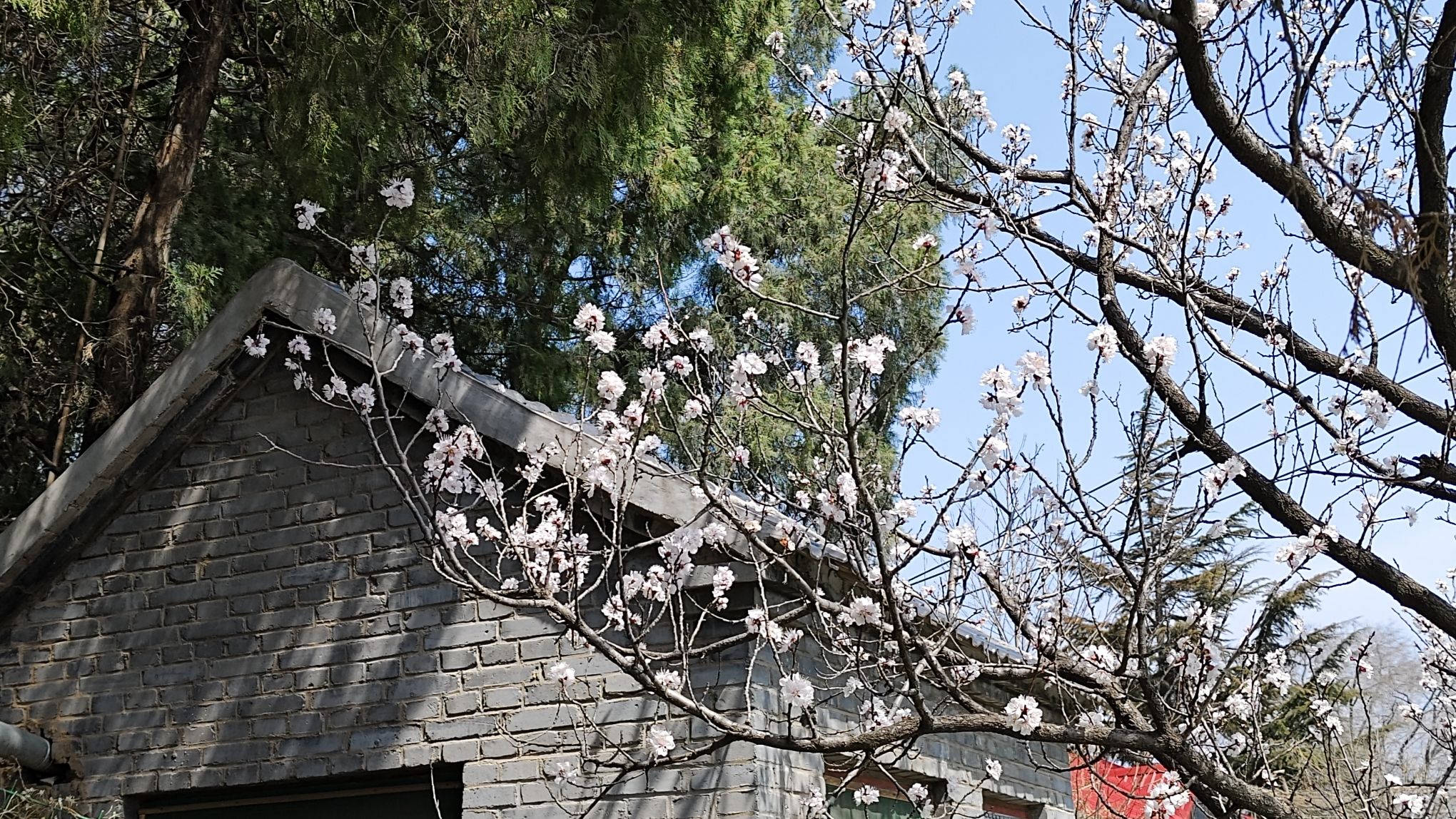 四门塔旅行图片 3