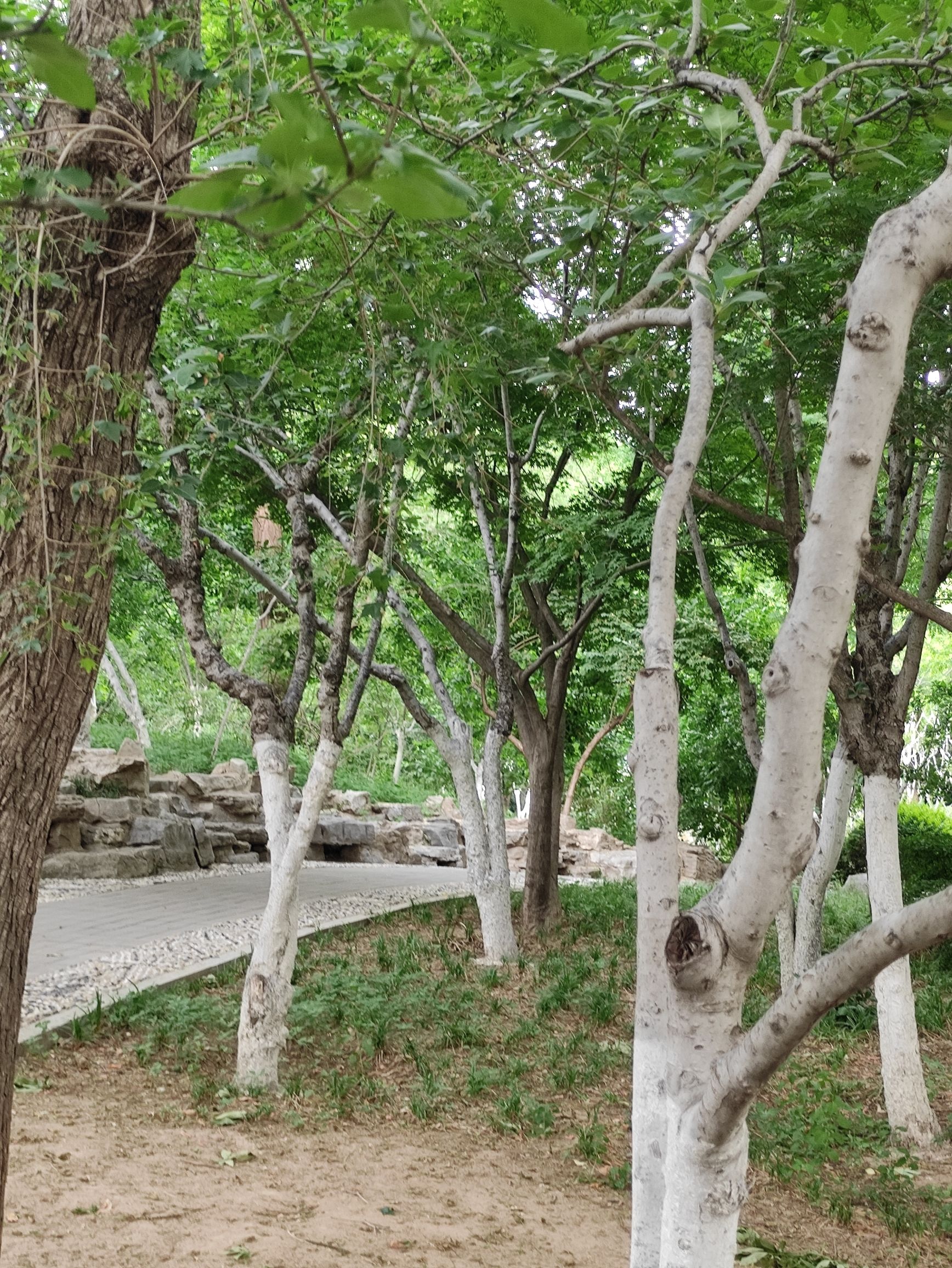 泉城公园旅行图片 2