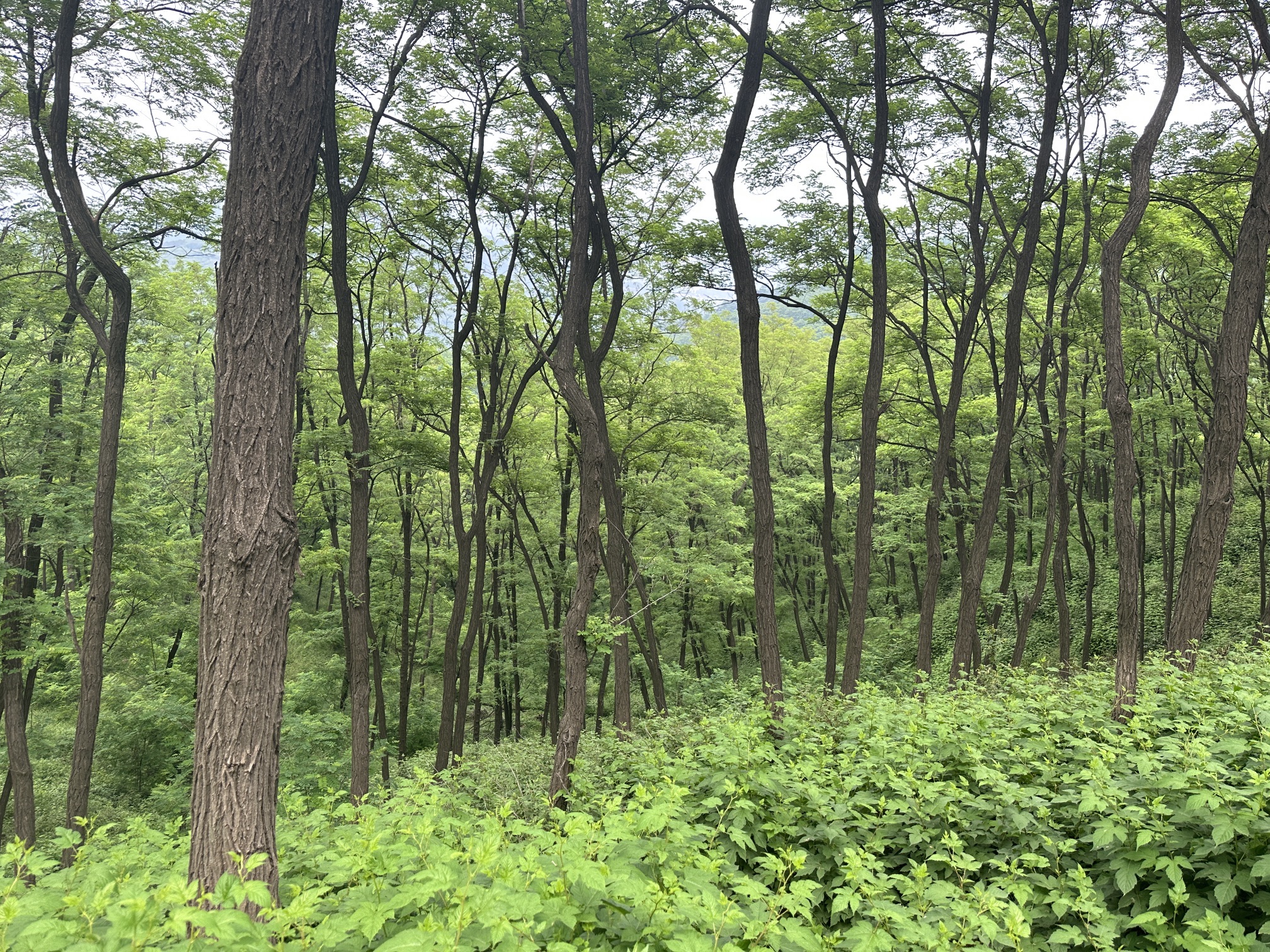 卧龙峪生态景区旅行图片 1
