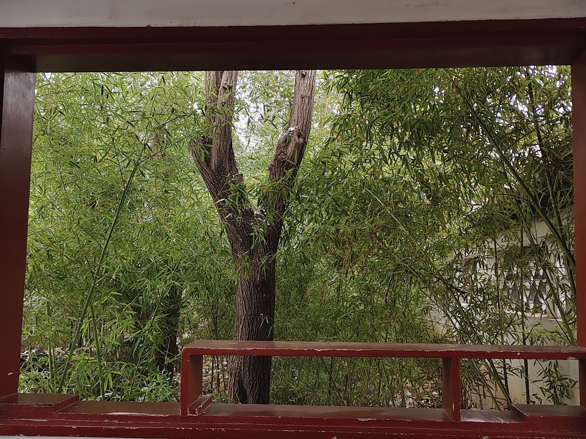 蟠龙山森林公园旅行图片 1