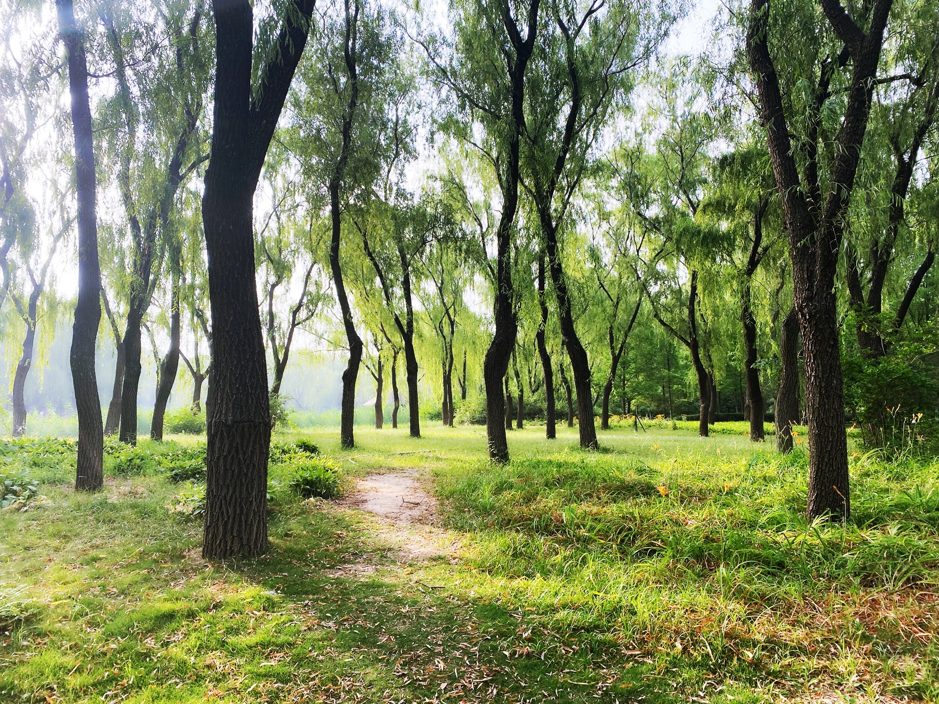 济南黄河森林公园(不对外开放)旅行图片 2