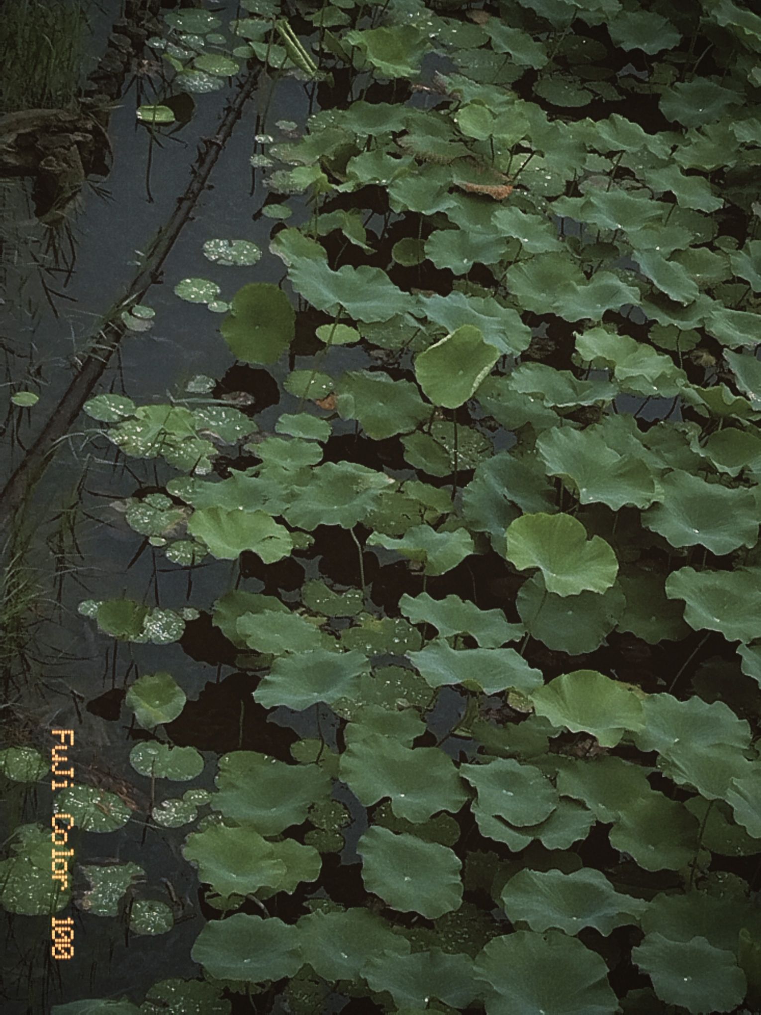 澄波湖风景区旅行图片 1