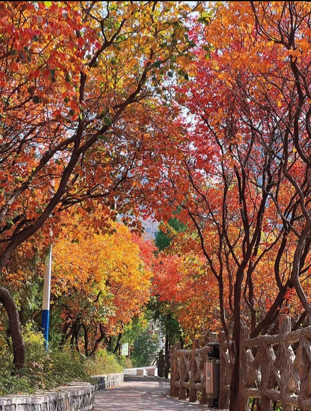 郎茂山公园旅行图片 3