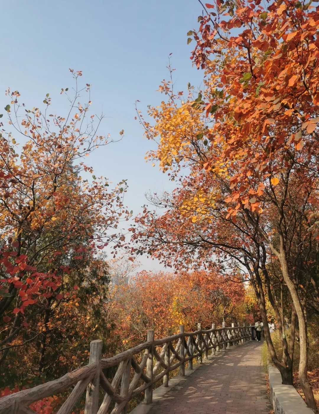 郎茂山公园旅行图片 2