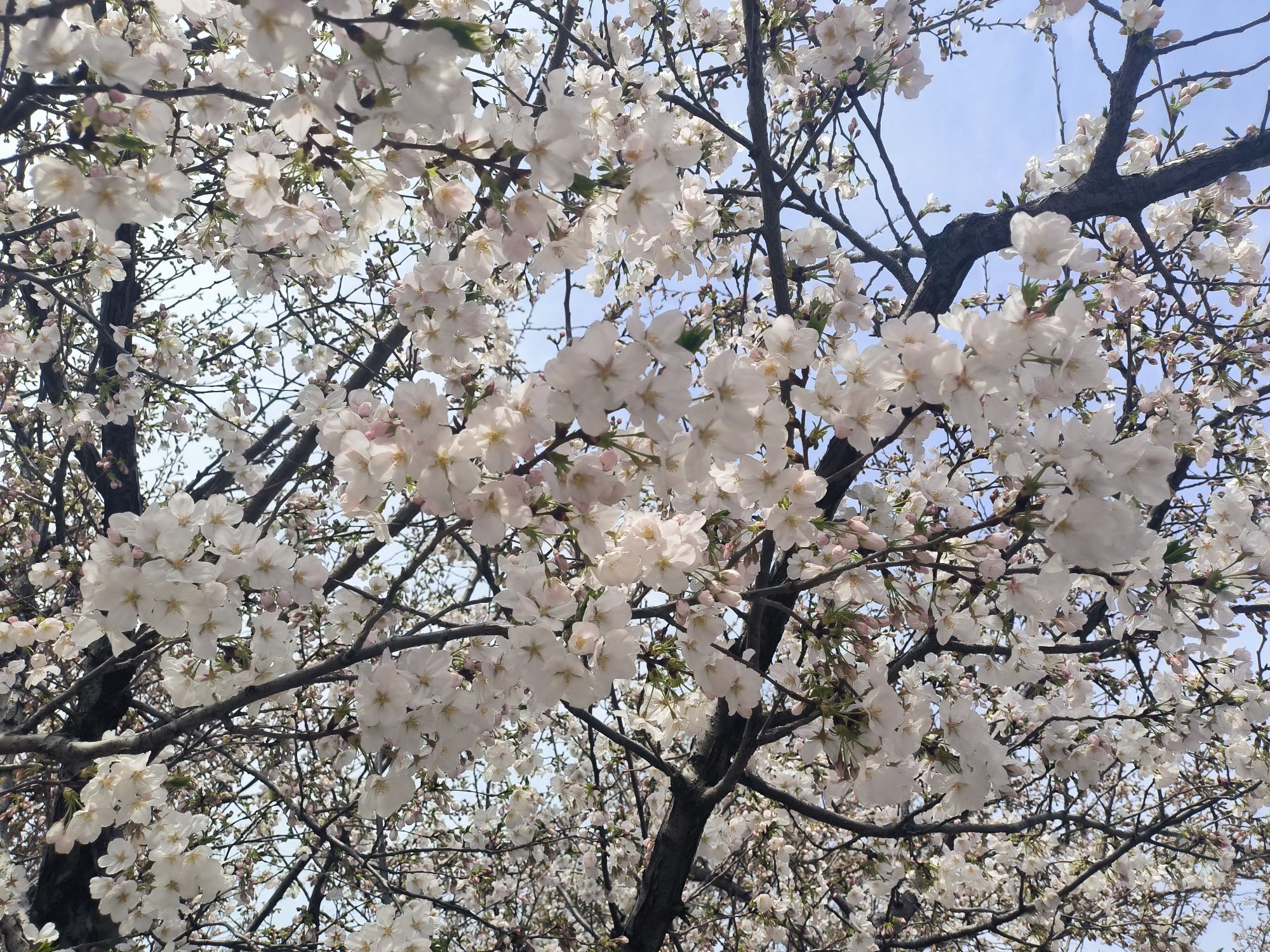 天桥滨湖广场旅行图片 2