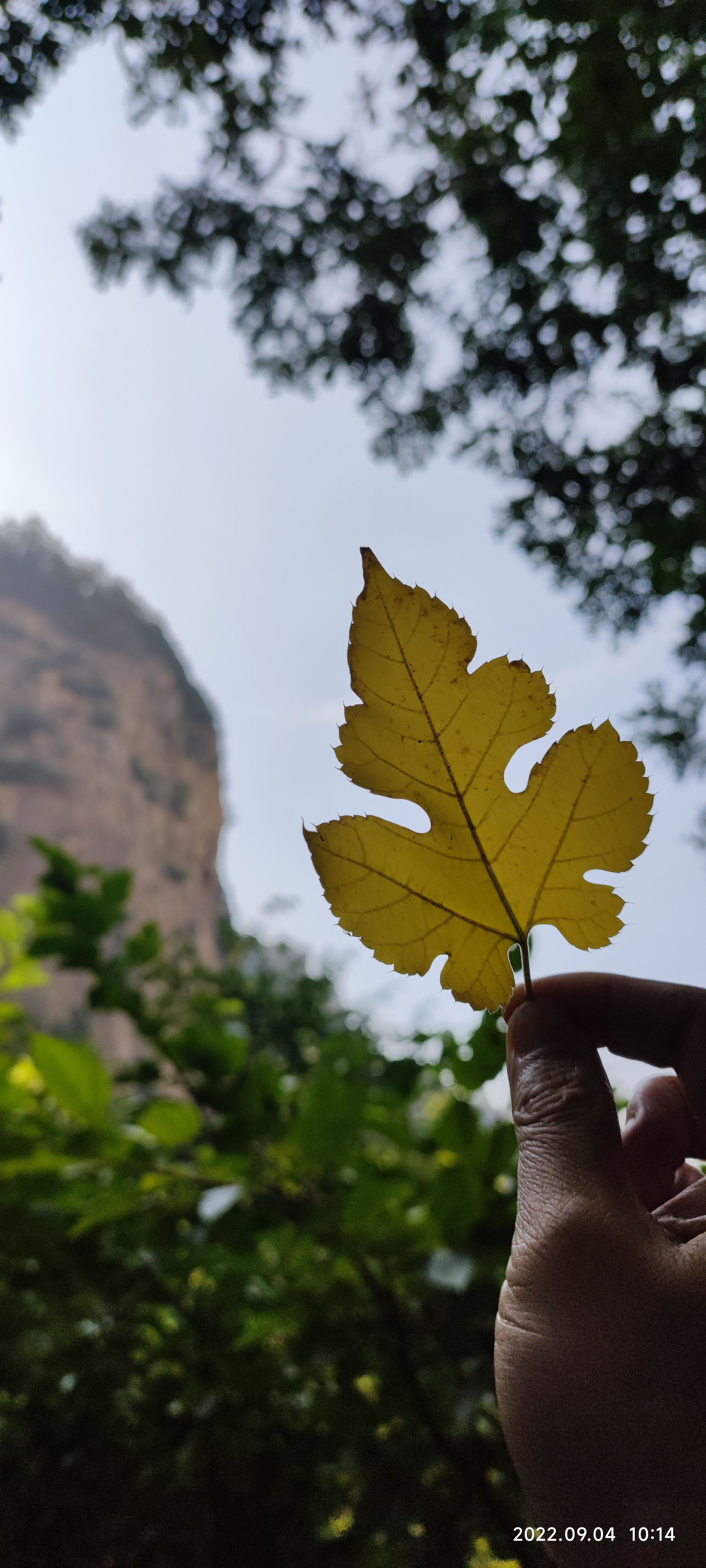 莲台胜境旅行图片 1