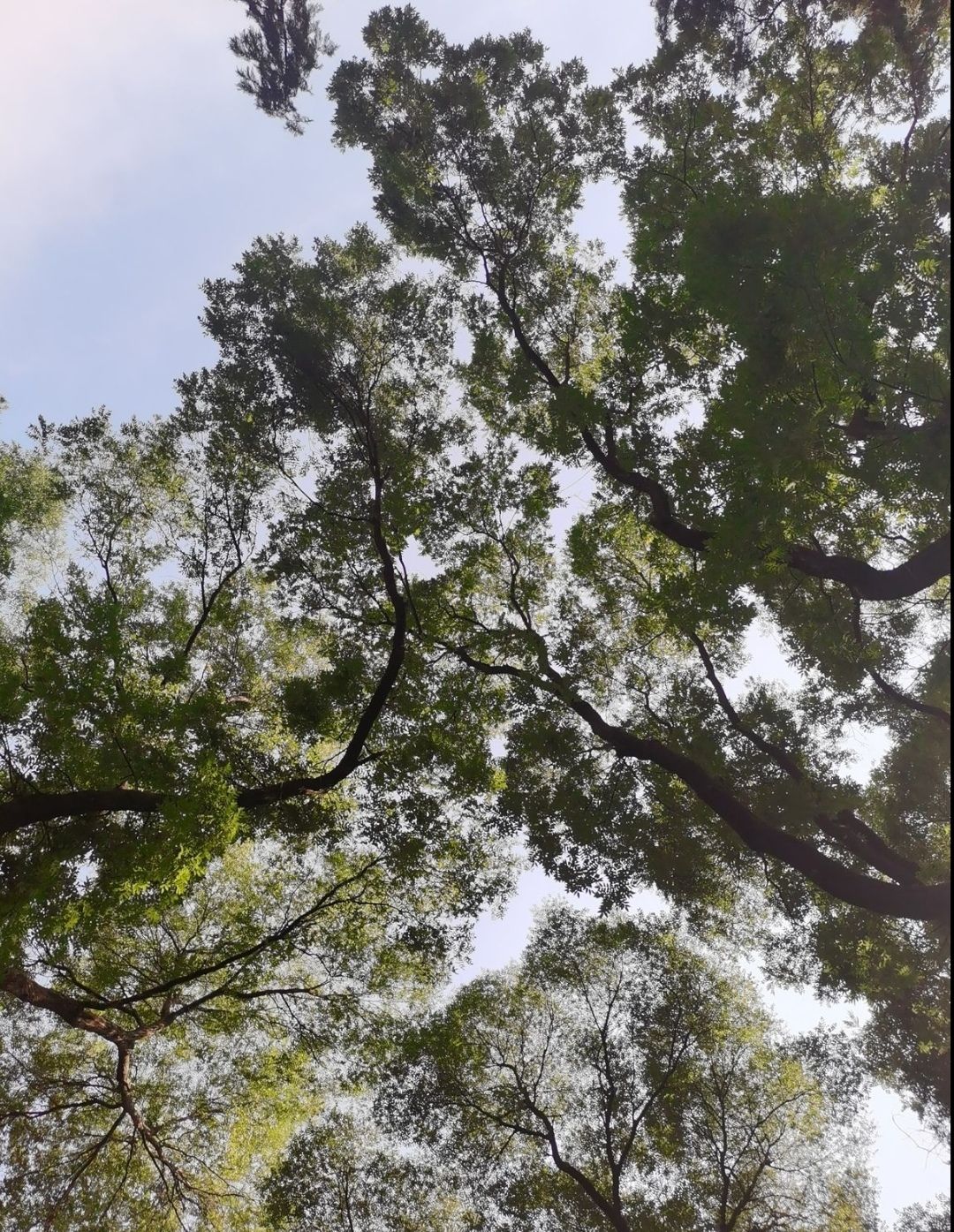 万象新天运动的森林旅行图片 1