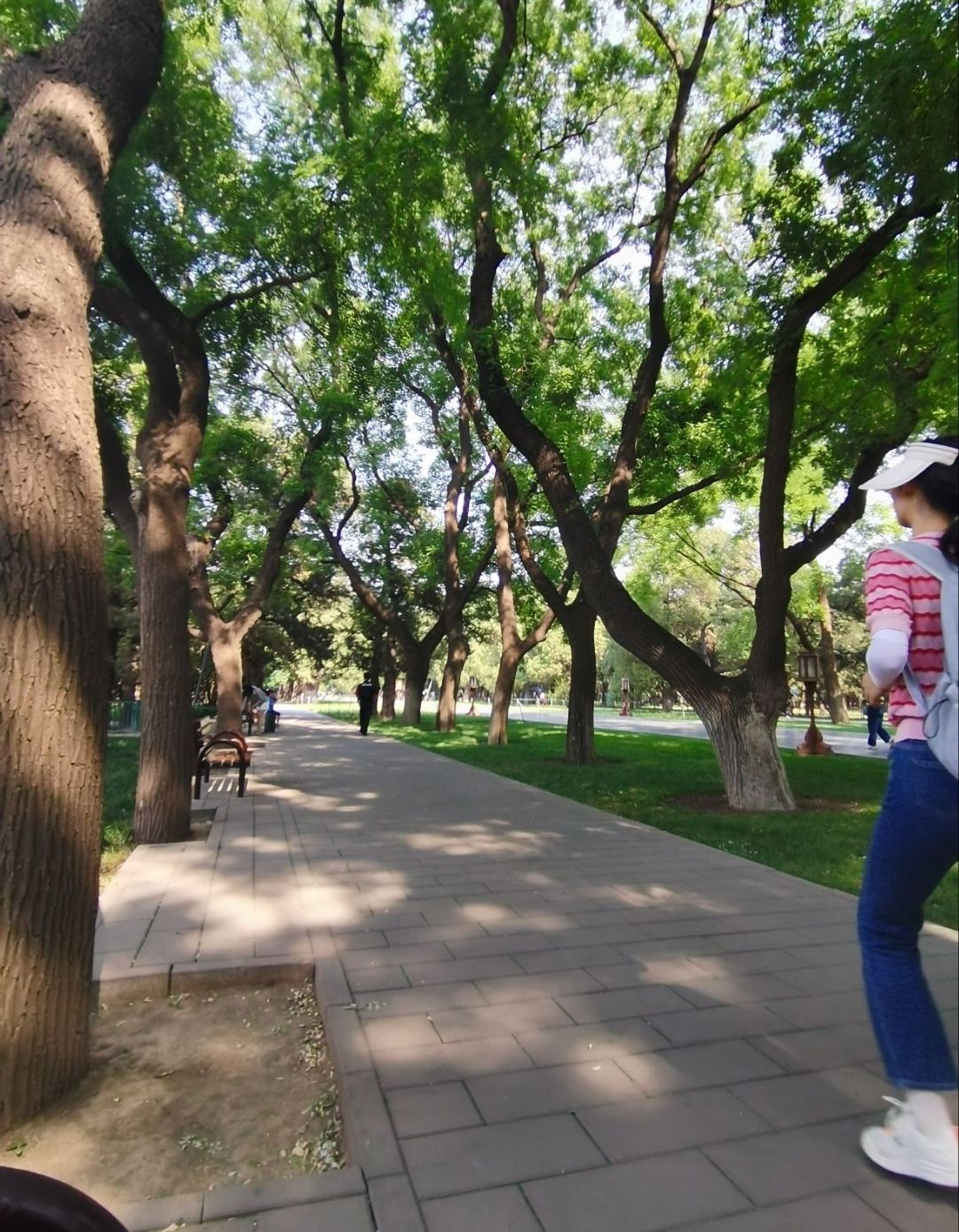 万象新天运动的森林旅行图片 3