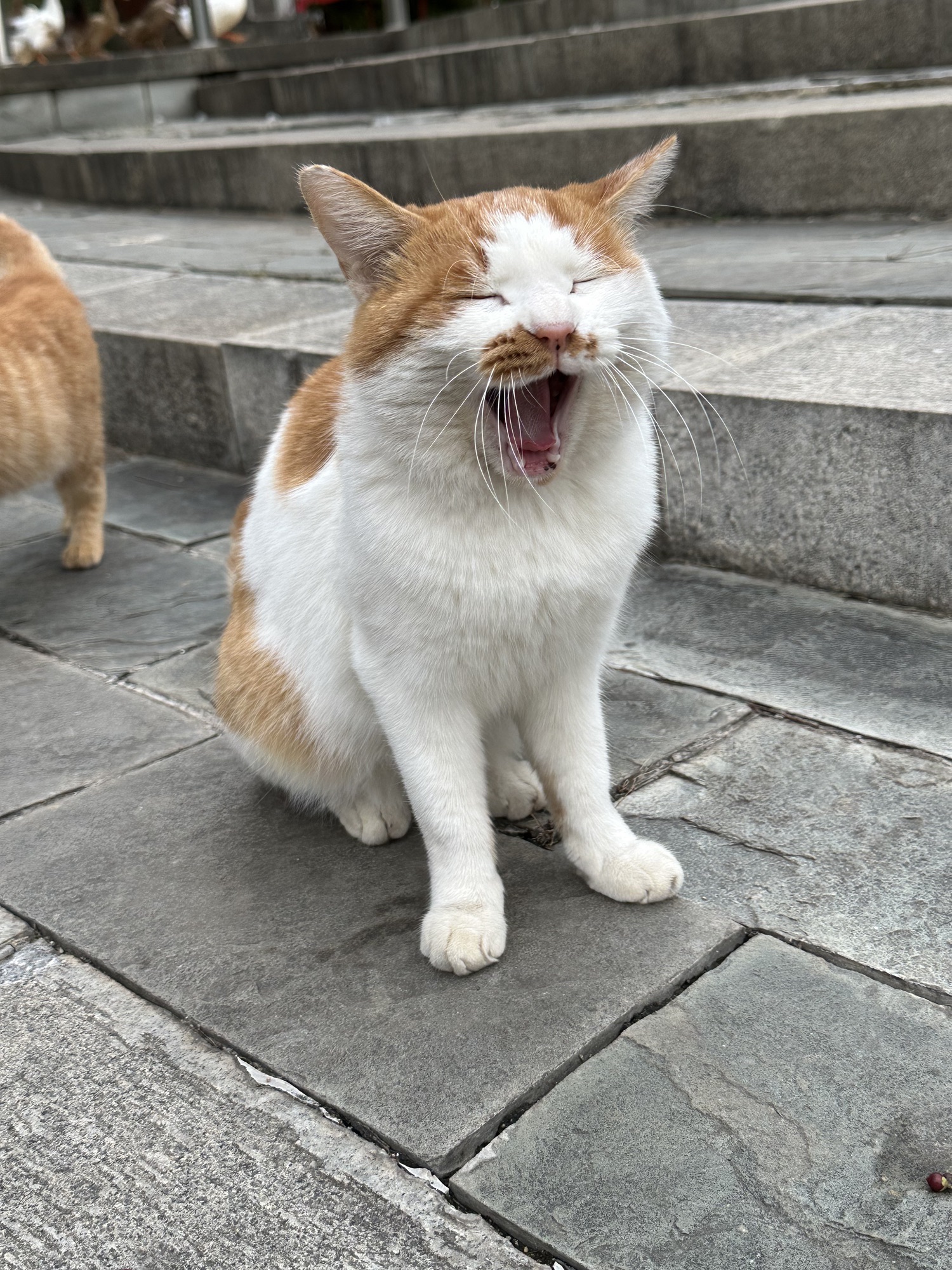 龙奥公园旅行图片 1