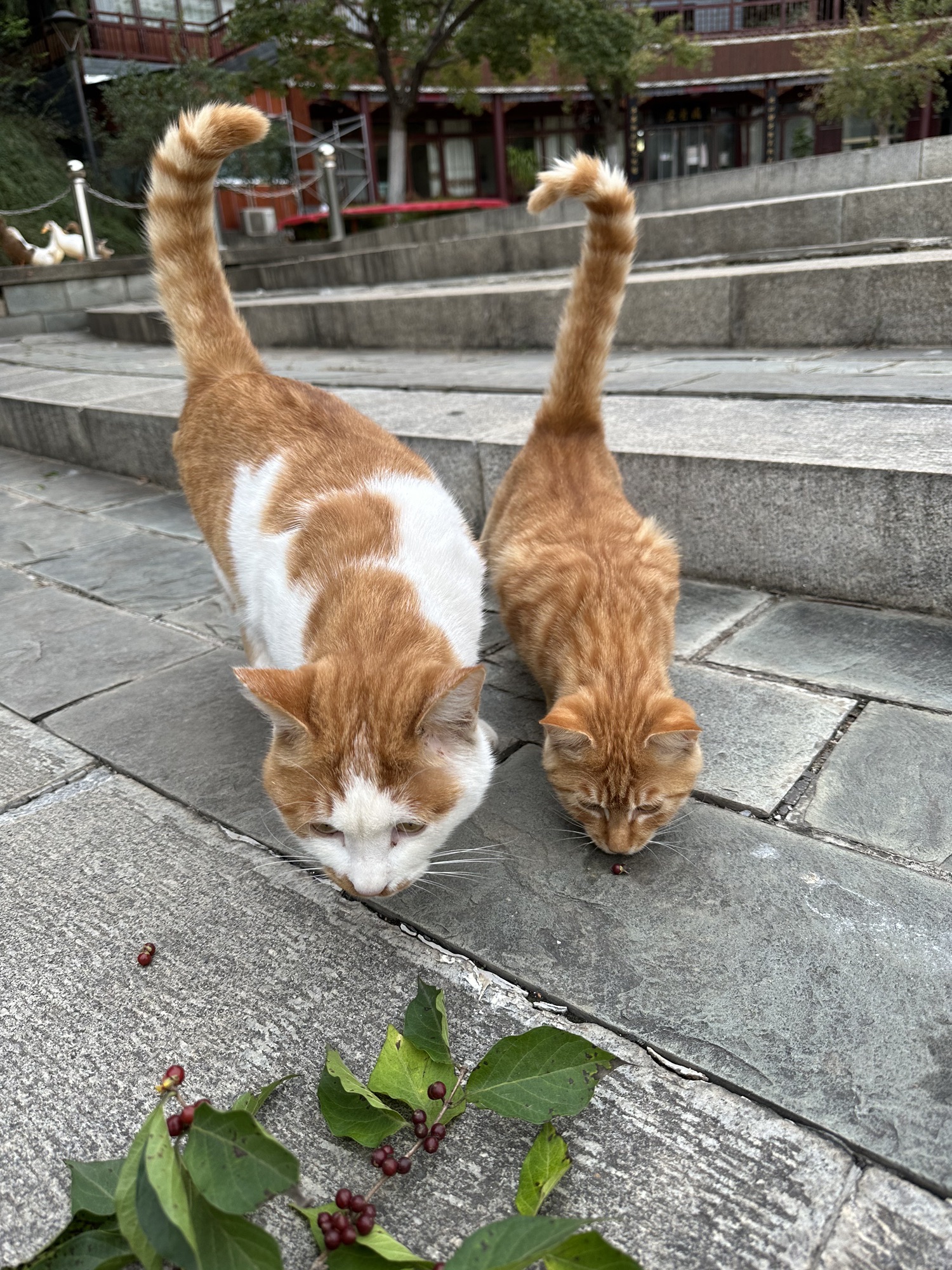 龙奥公园旅行图片 3