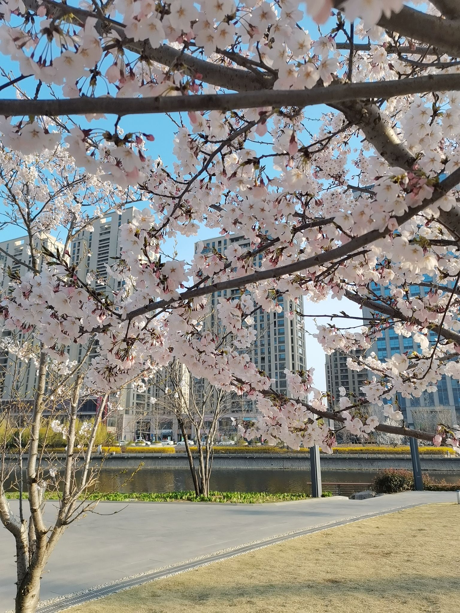 墨河公园旅行图片 1