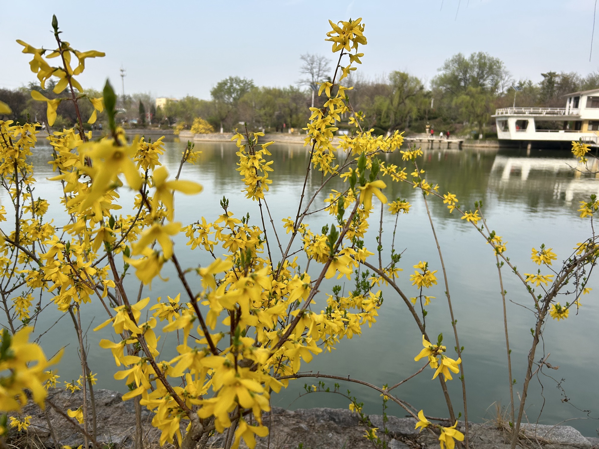 胶州公园旅行图片 2