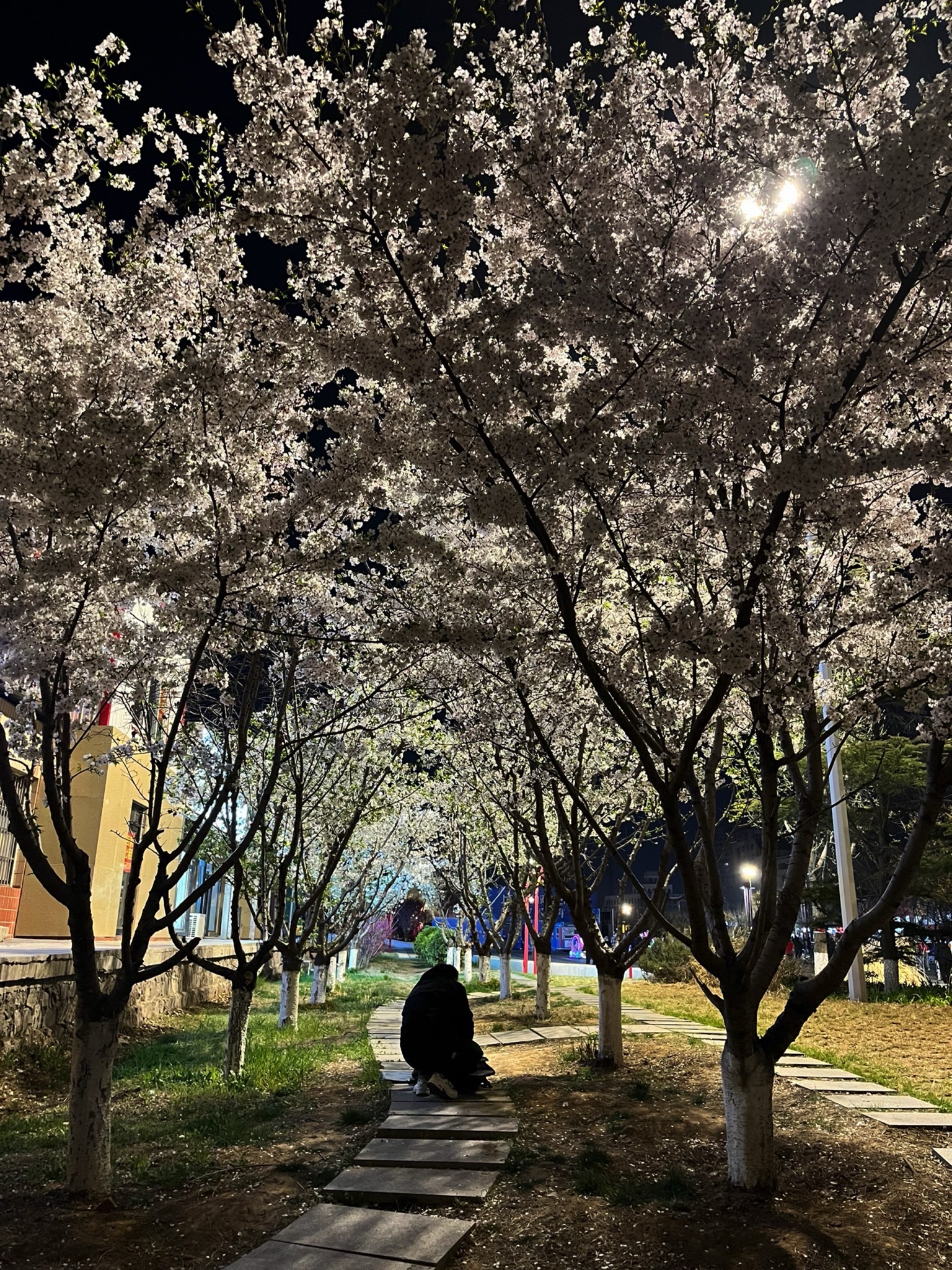 胶州公园旅行图片 2